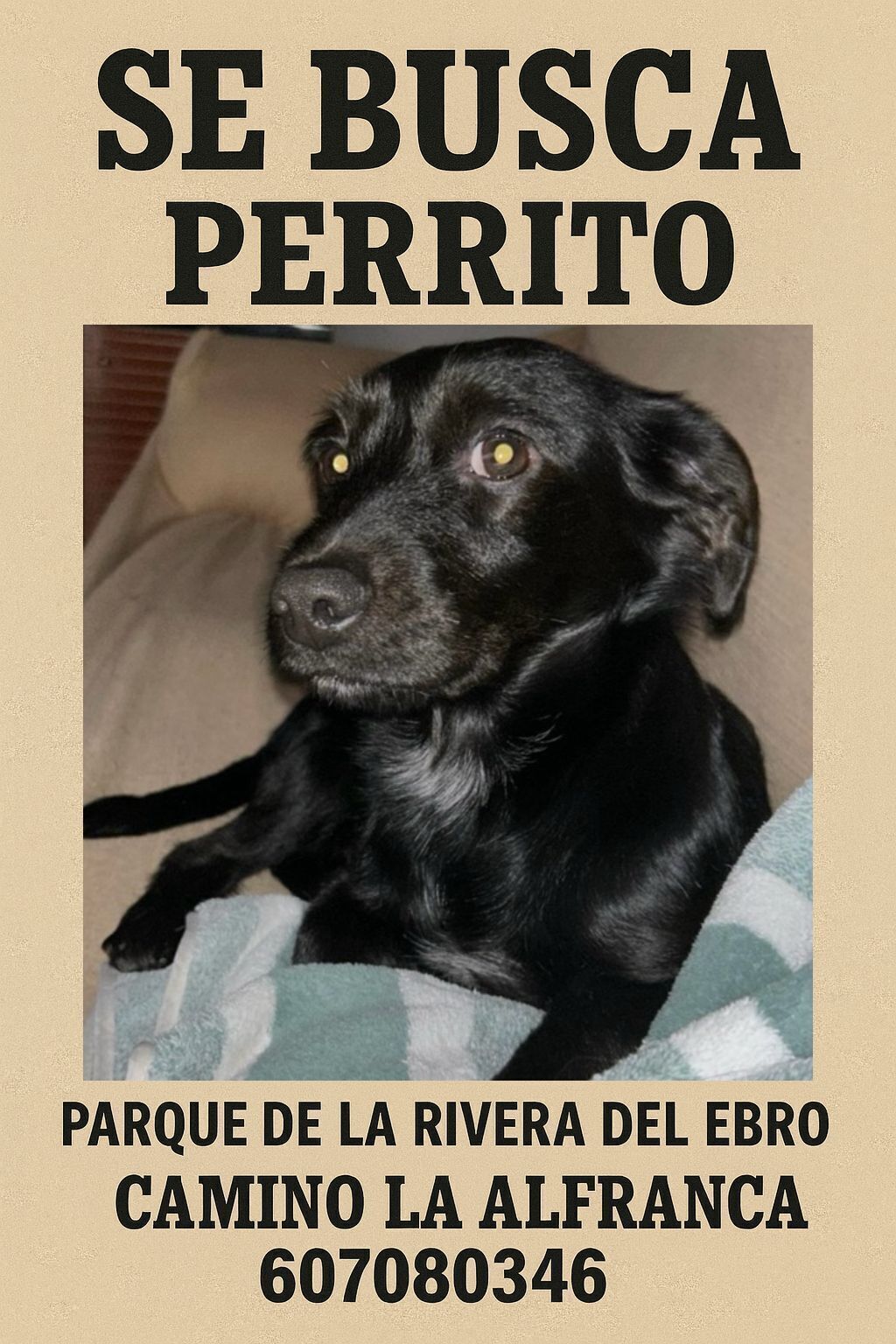 ¡Perro Perdido! Adex, Negro con Pecho Blanco