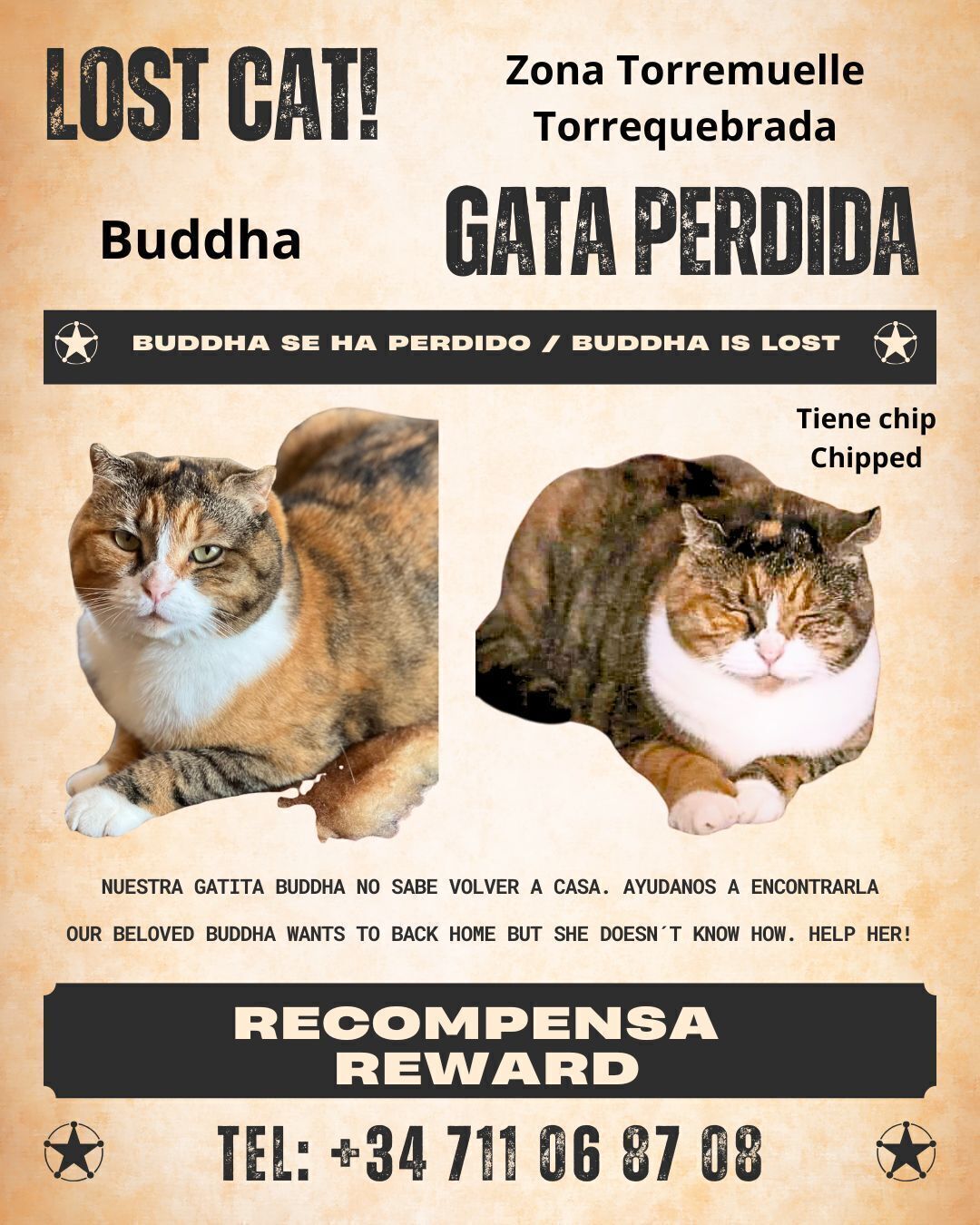 Gata Perdida Multicolor en Benalmádena