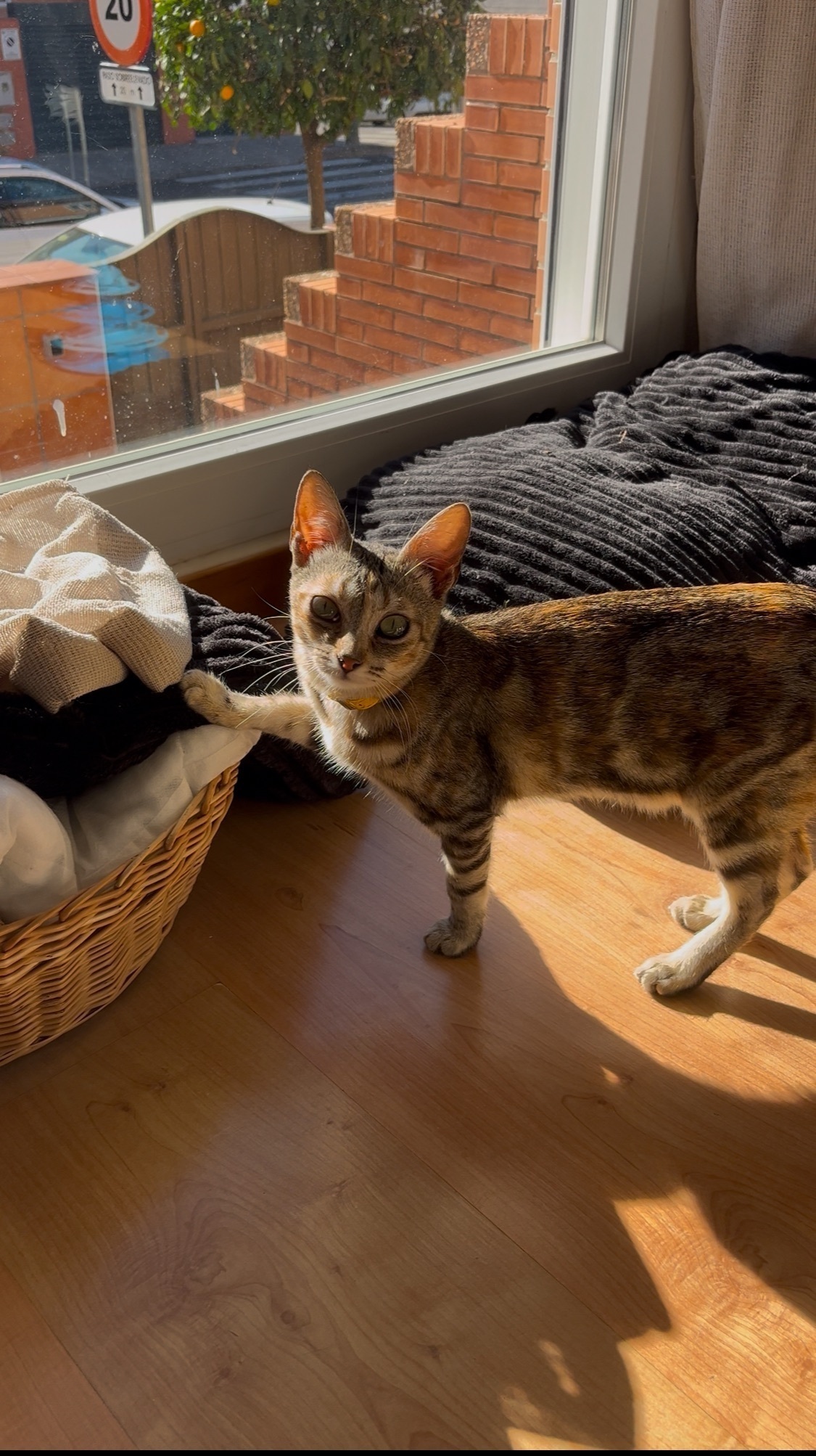 Gatos perdidos, Merida, foto: ¡Ayuda! Gata Atigrada Perdida en Mérida