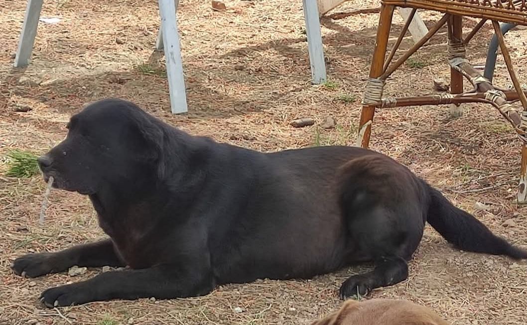 Perro perdido: Labrador negro con cicatrices