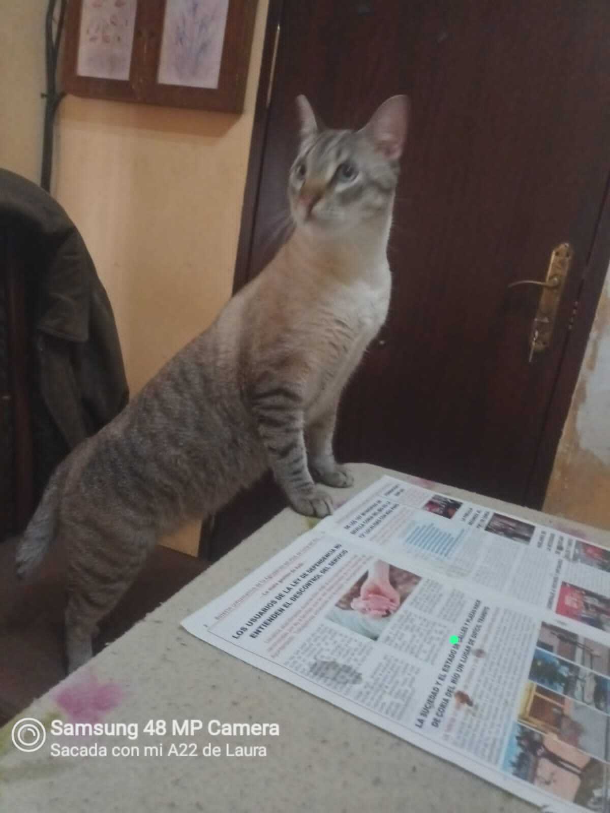 Perro Perdido en Móstoles: Ayuda Urgente