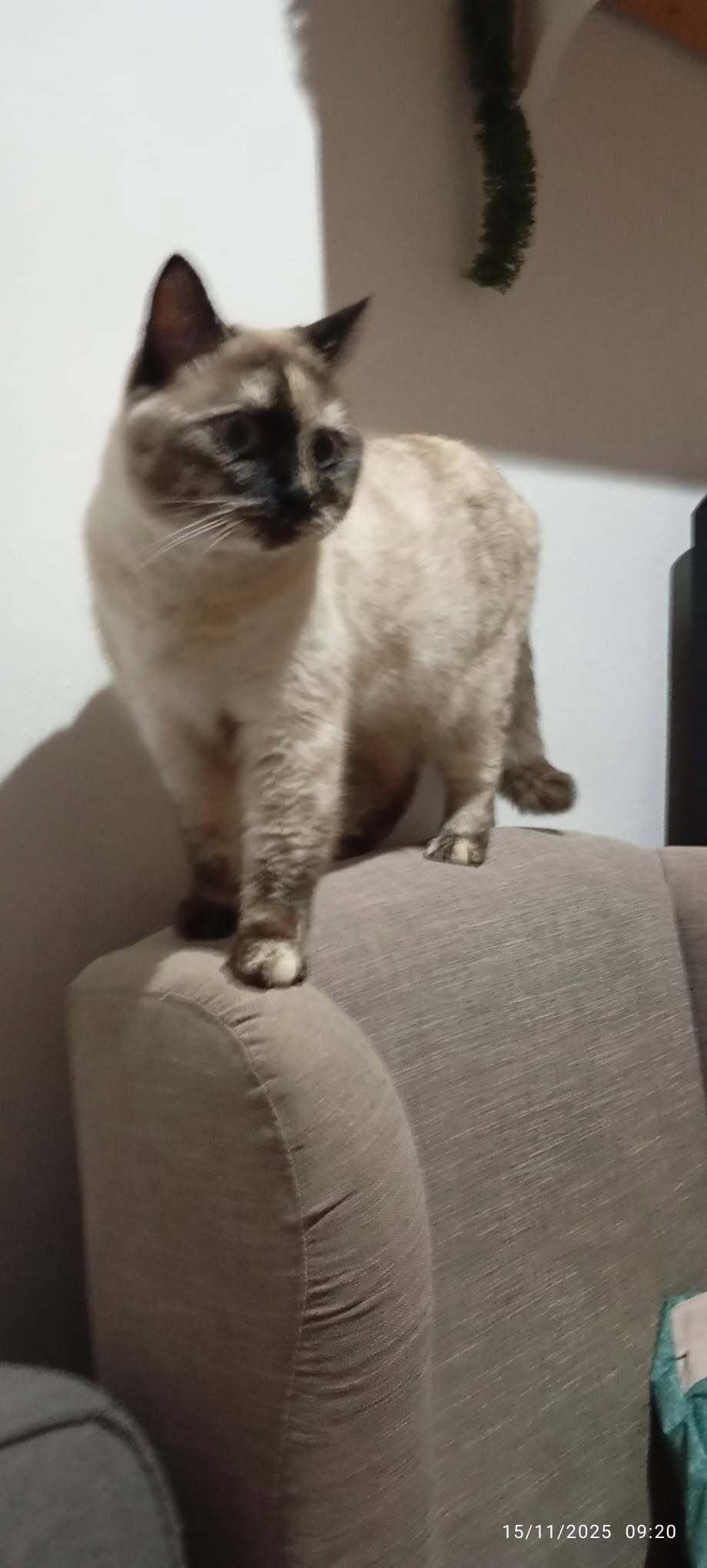 Gatos perdidos, Torremolinos, foto: Buscamos a Siamesa Perdida en Torremolinos