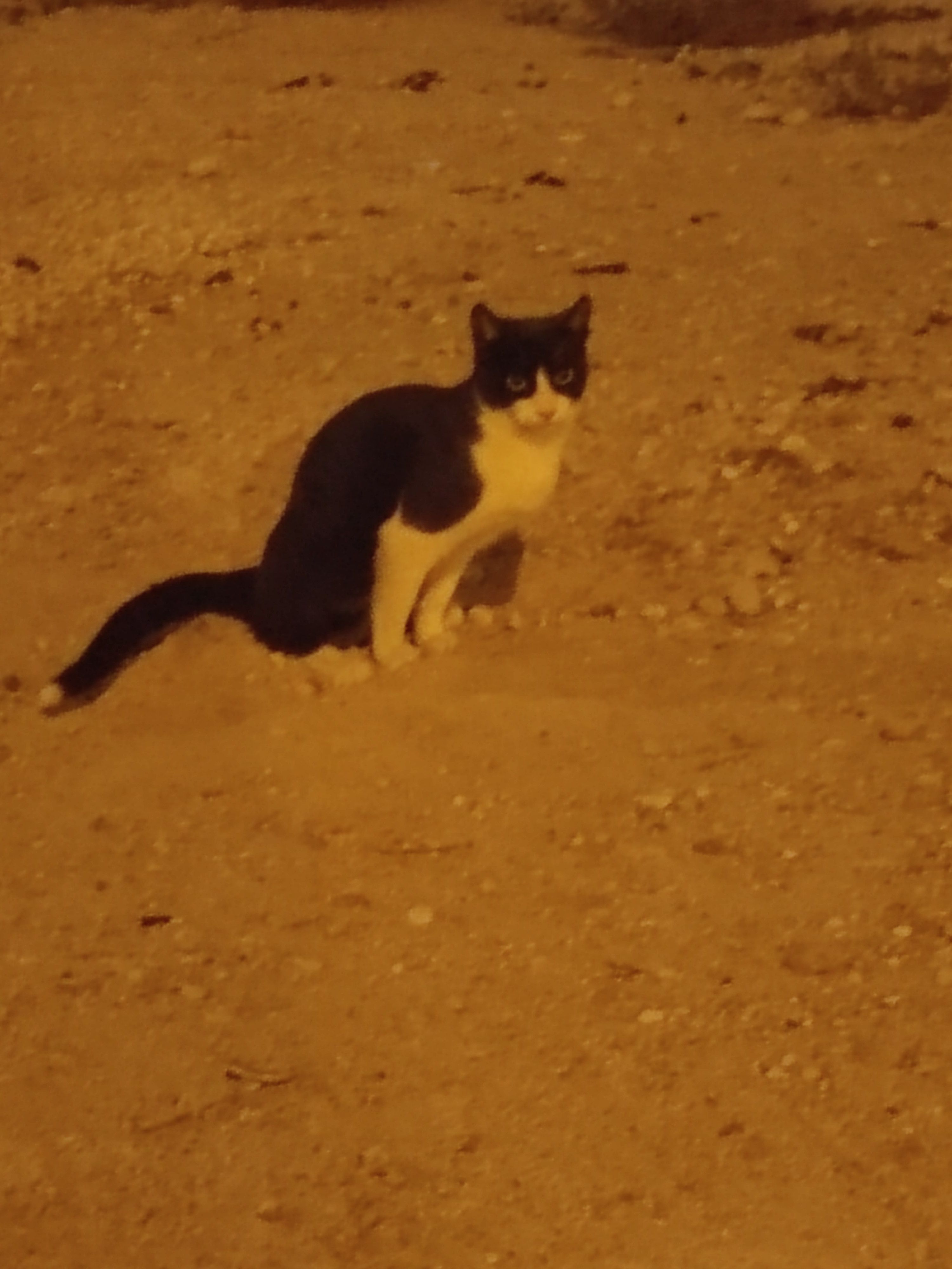 Animales encontrados Elche, foto: Gatito Blanco y Negro Encontrado en Elche