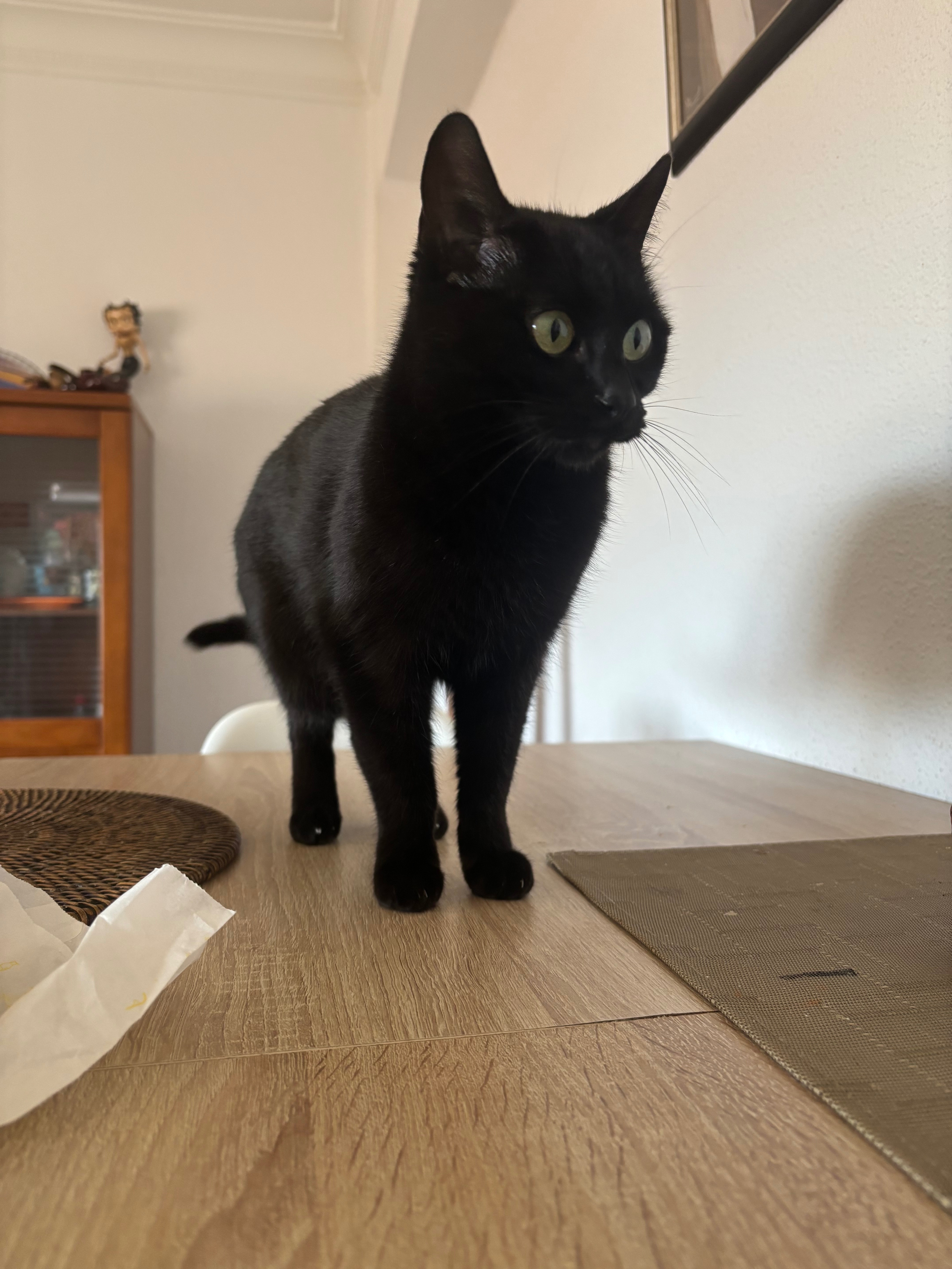 ¡Gato Perdido! Negra, Ojos Verdes, Guarnizo