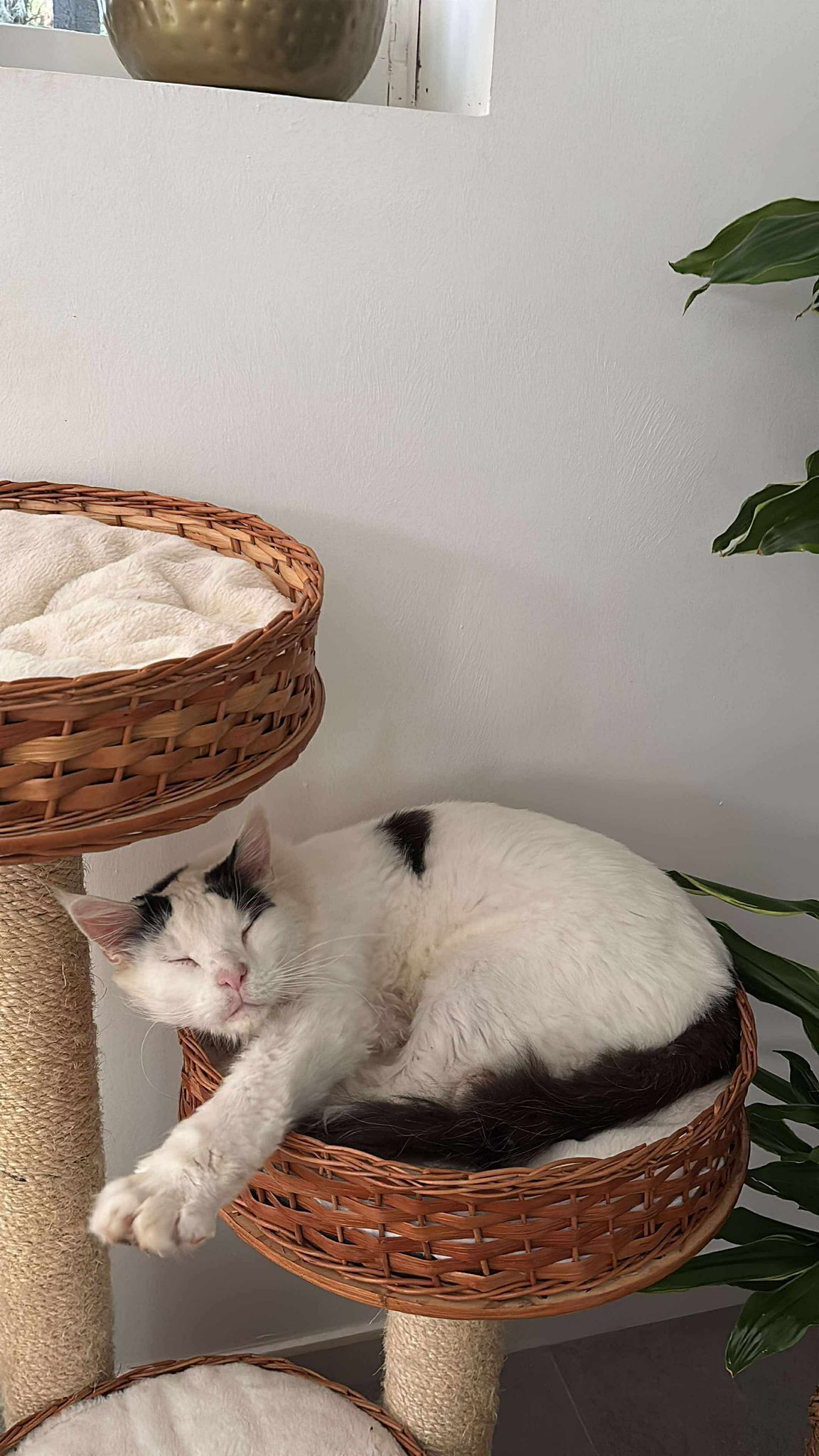 ¡Ayuda! Maine Coon perdido en Sant Cugat