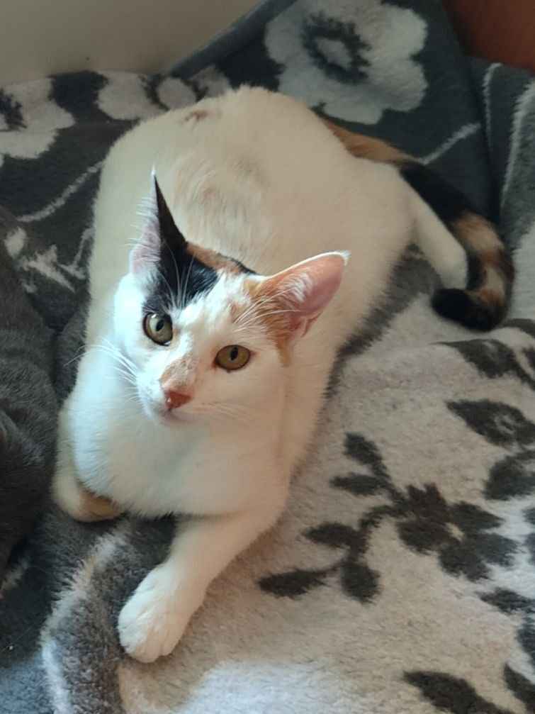 Gata tricolor perdida en Carre...