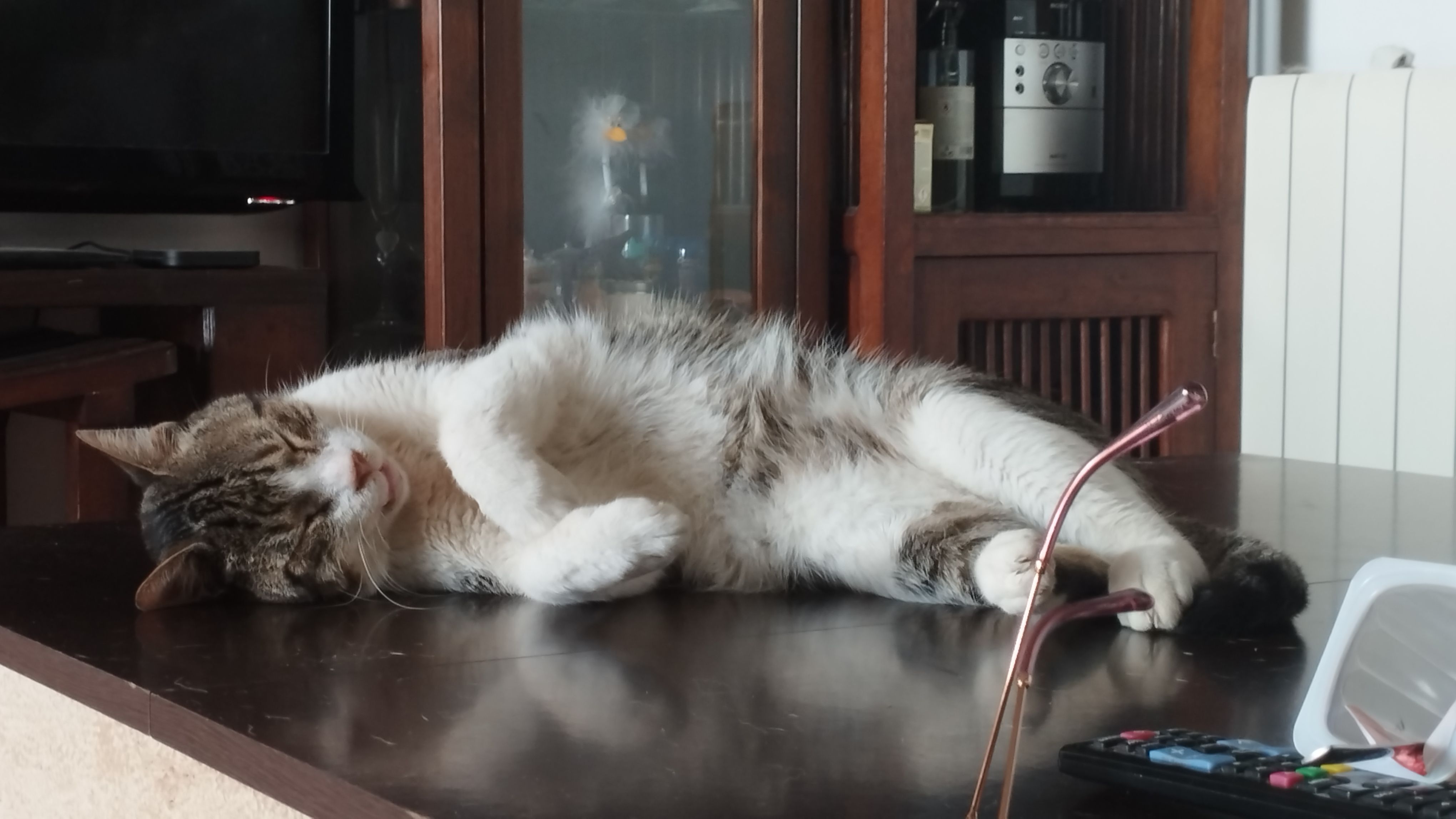 Gato Perdido: Blanco con Manch...