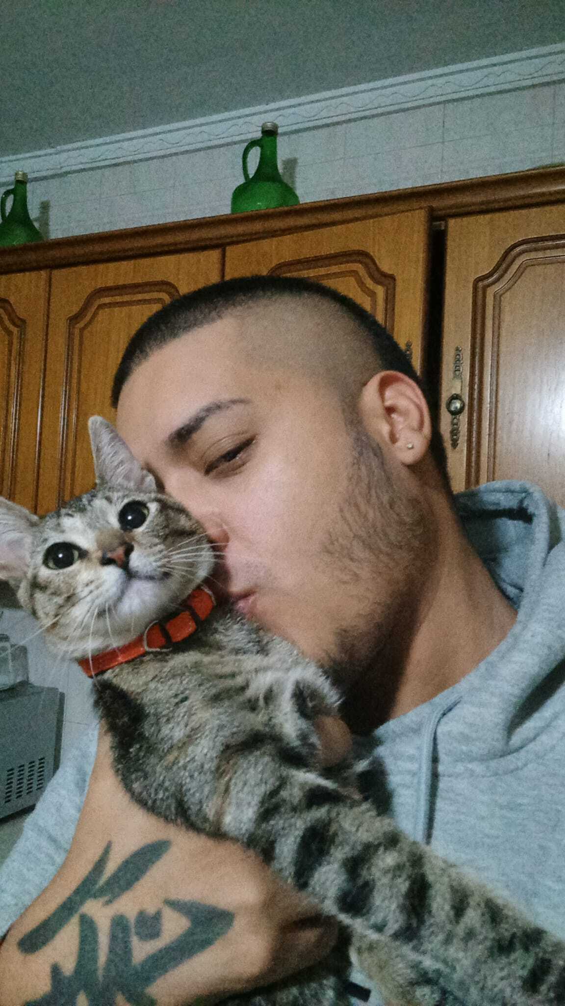 Se busca: Gata gris atigrada p...