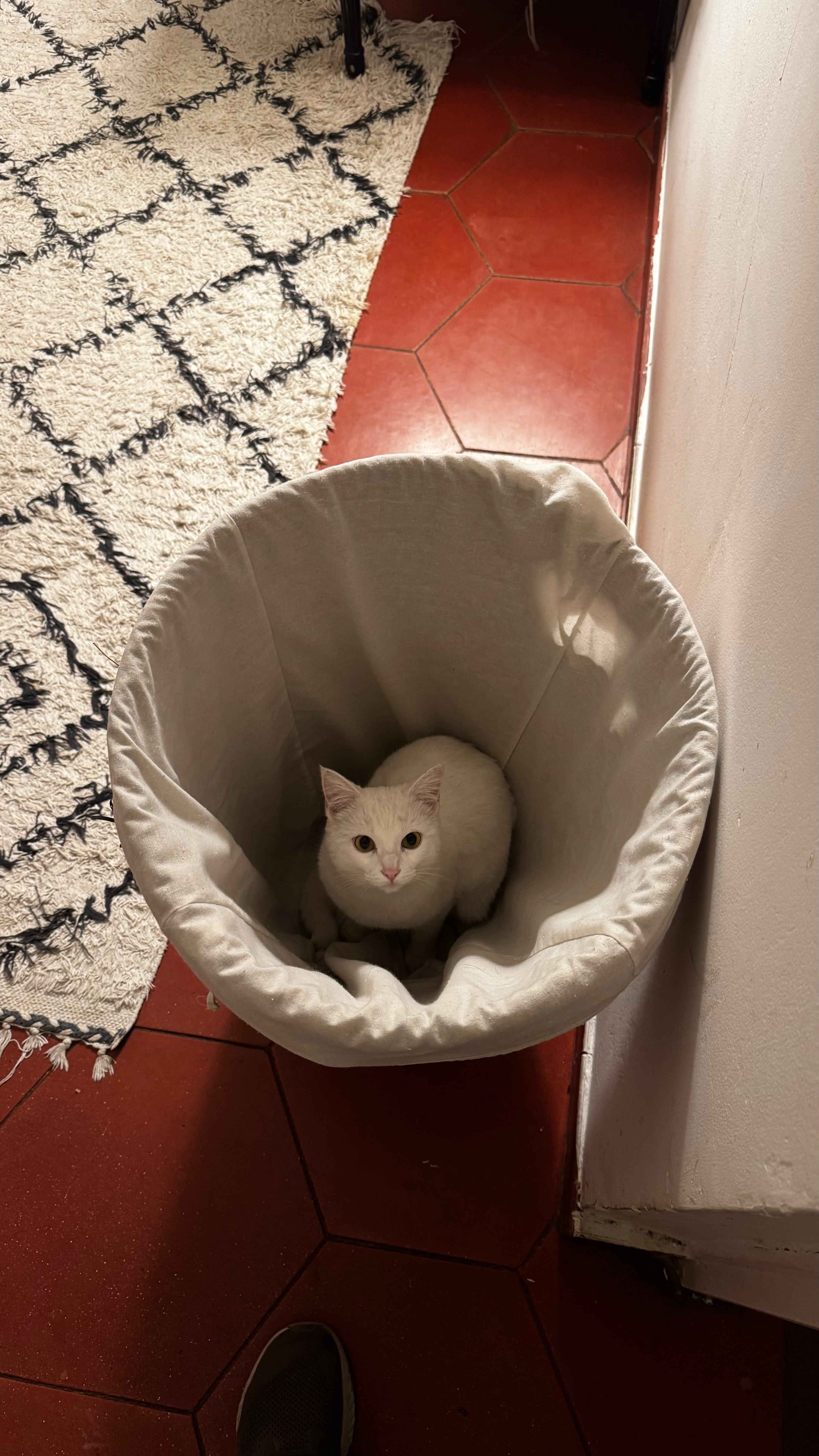 ¡Gato Perdido en Valdovín, Mad...