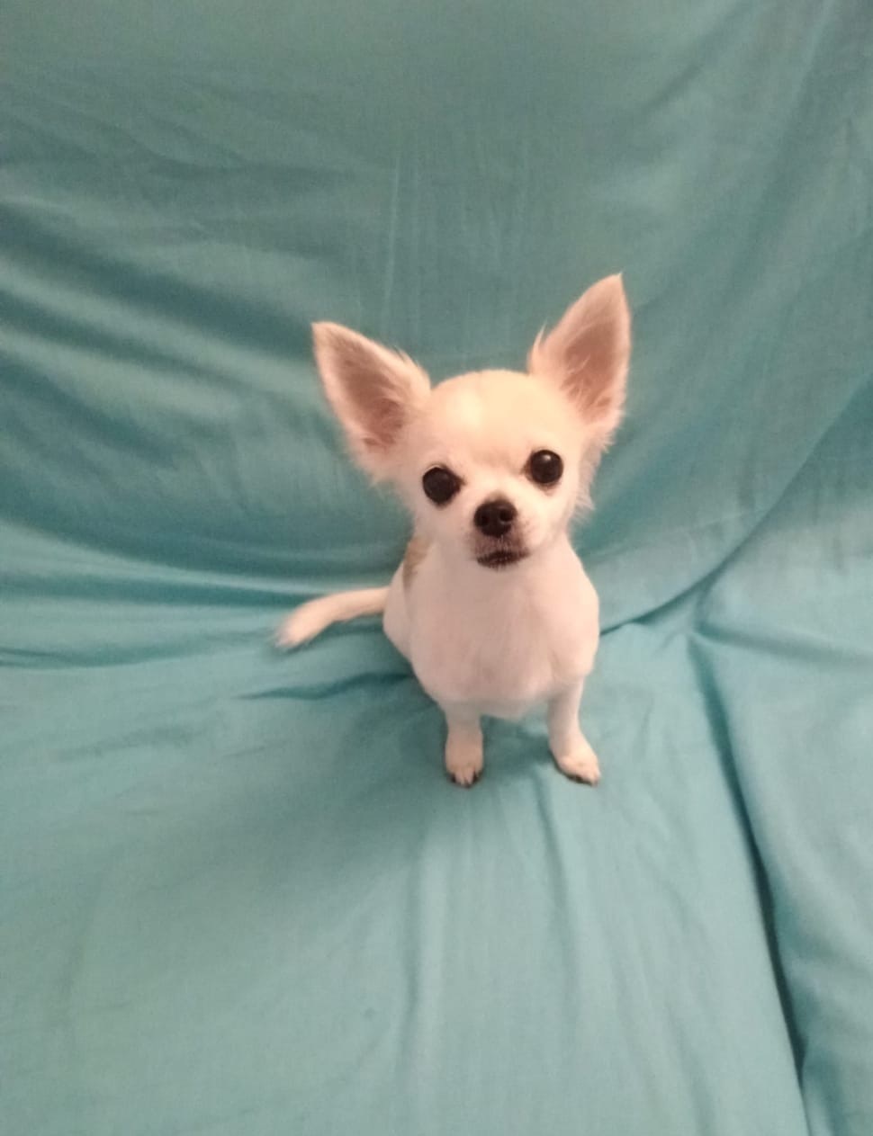 Chihuahua Perdida: Urgente Ayuda en València