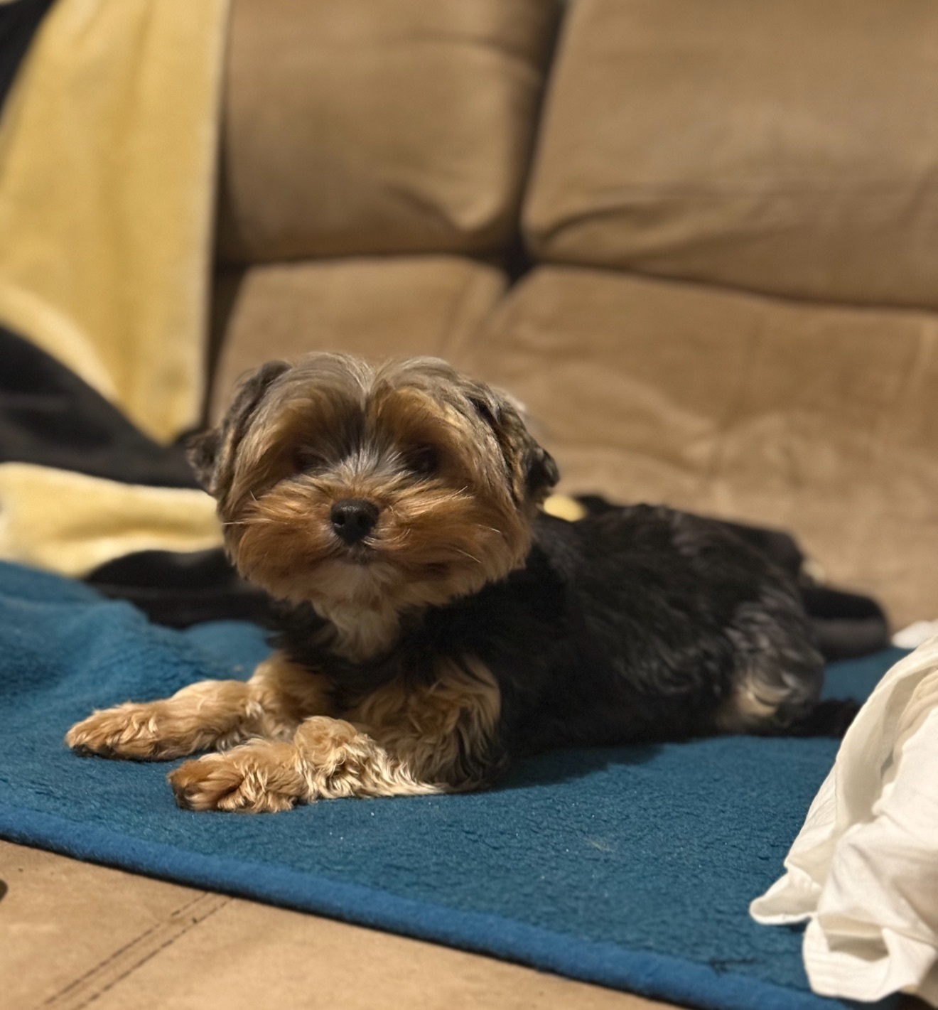 Animales perdidos , foto: ¡Perro perdido! India, cariñosa y amada