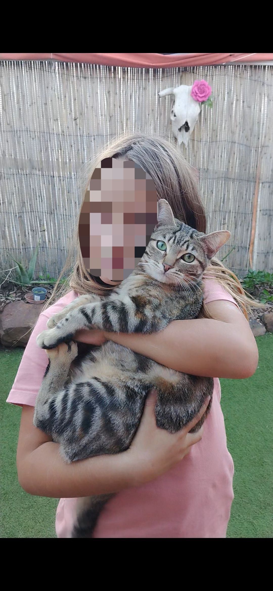 Animales encontrados , foto: Se Busca: Gatita Atigrada Perdida en Tarifa