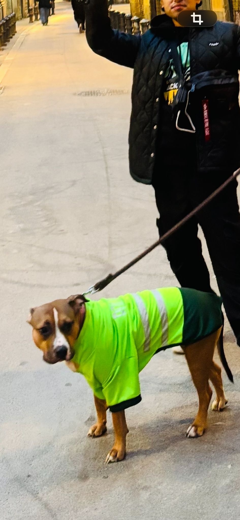 ¡Ayúdanos a Encontrar a Mile en Badalona!