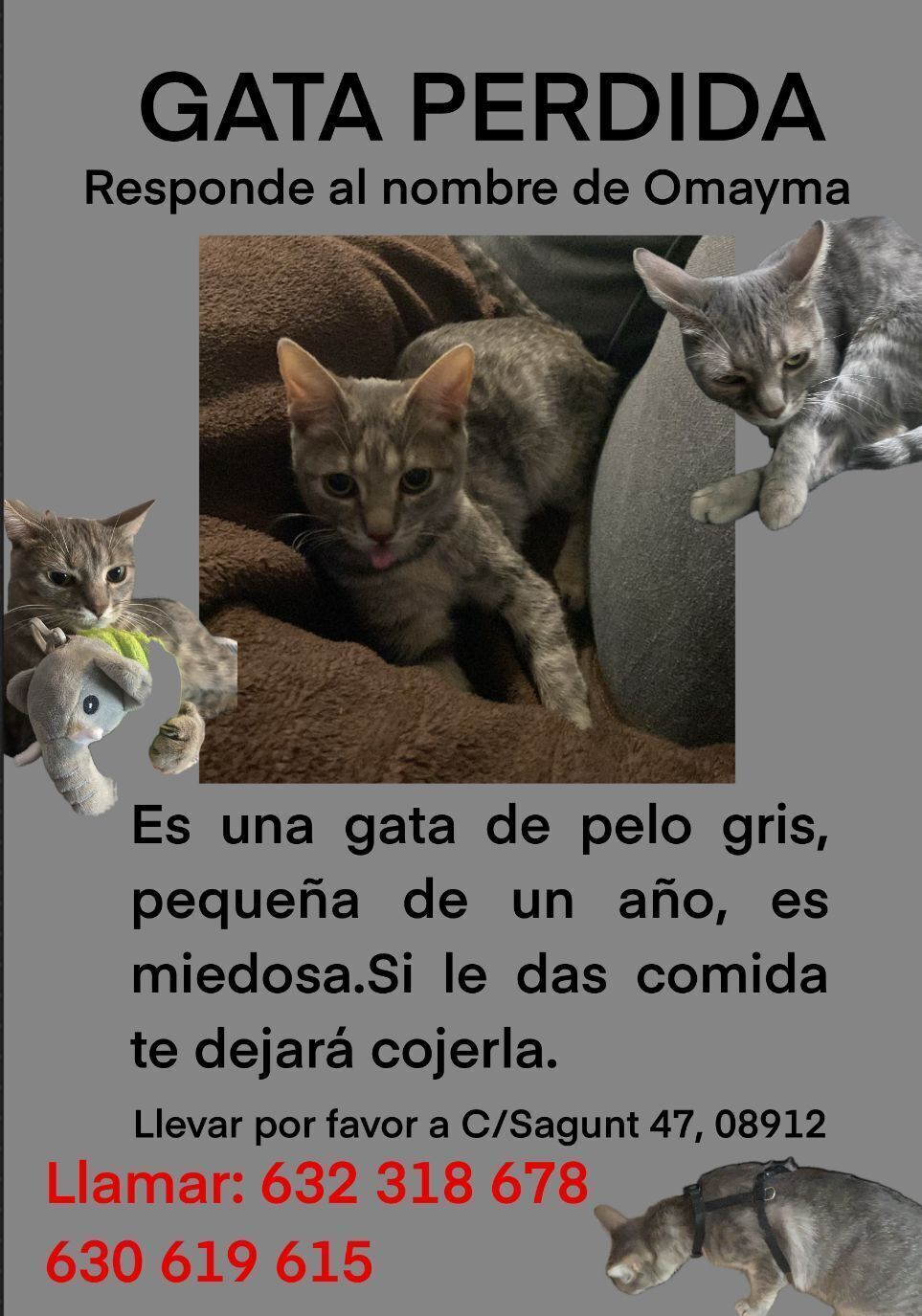 ¡Se busca! Gata gris joven en Badalona