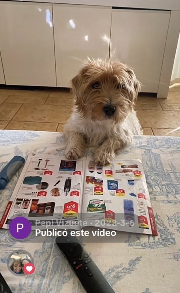Perro Perdido en Palma: Responde a Tom
