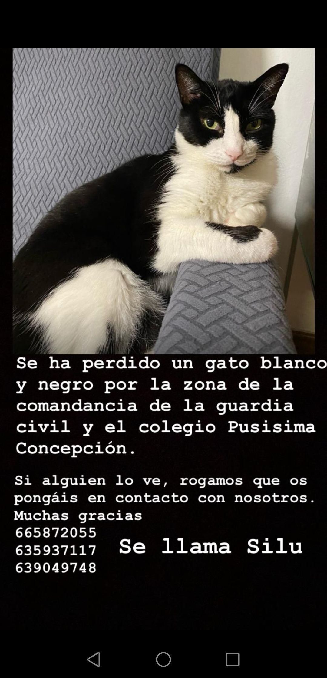 Gato Perdido: Blanco y Negro en Granada