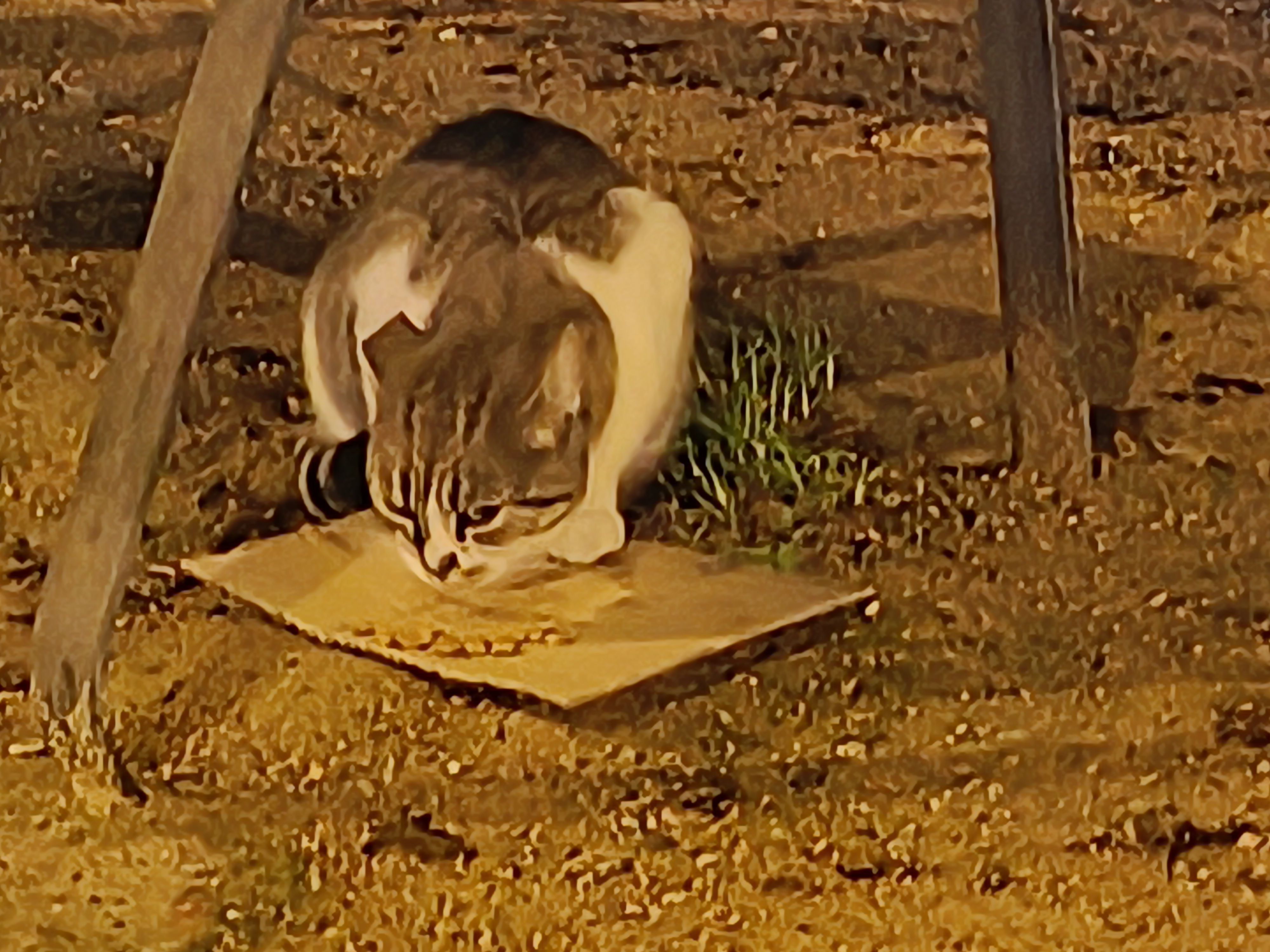 Buscamos Gato Perdido: Blanco y Negro en Córdoba