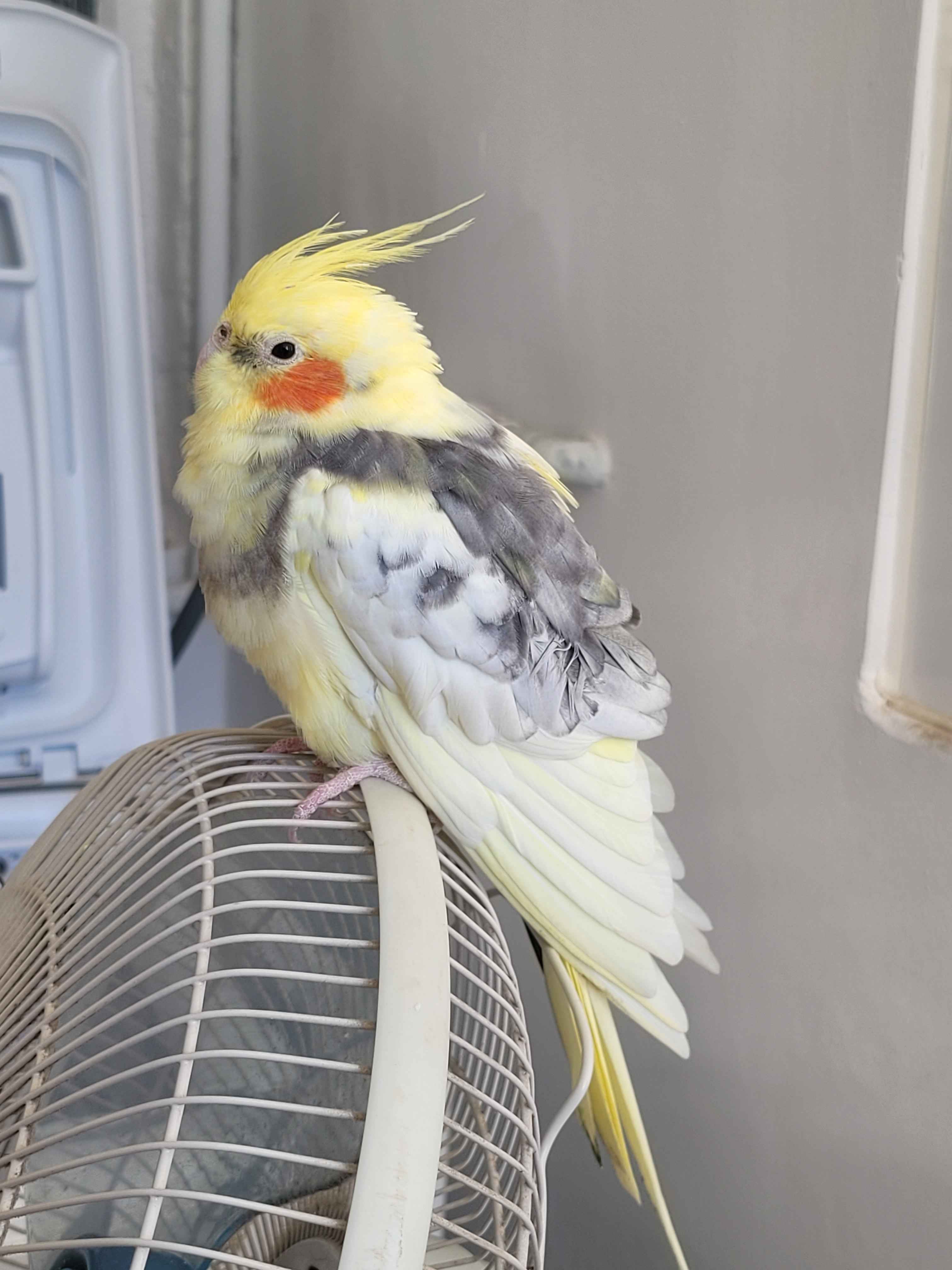 Cacatúa ninfa encontrada en Co...