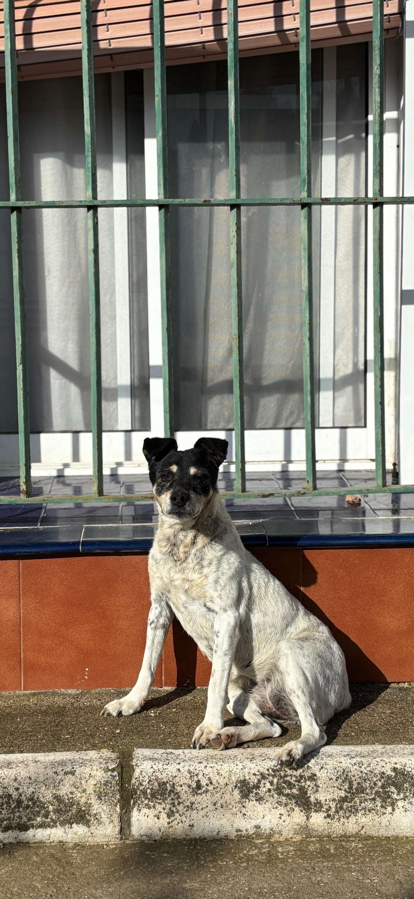 Es una bodeguera muy mayor que esta casi ciega y sorda por la edad. Tiene manchas negras.