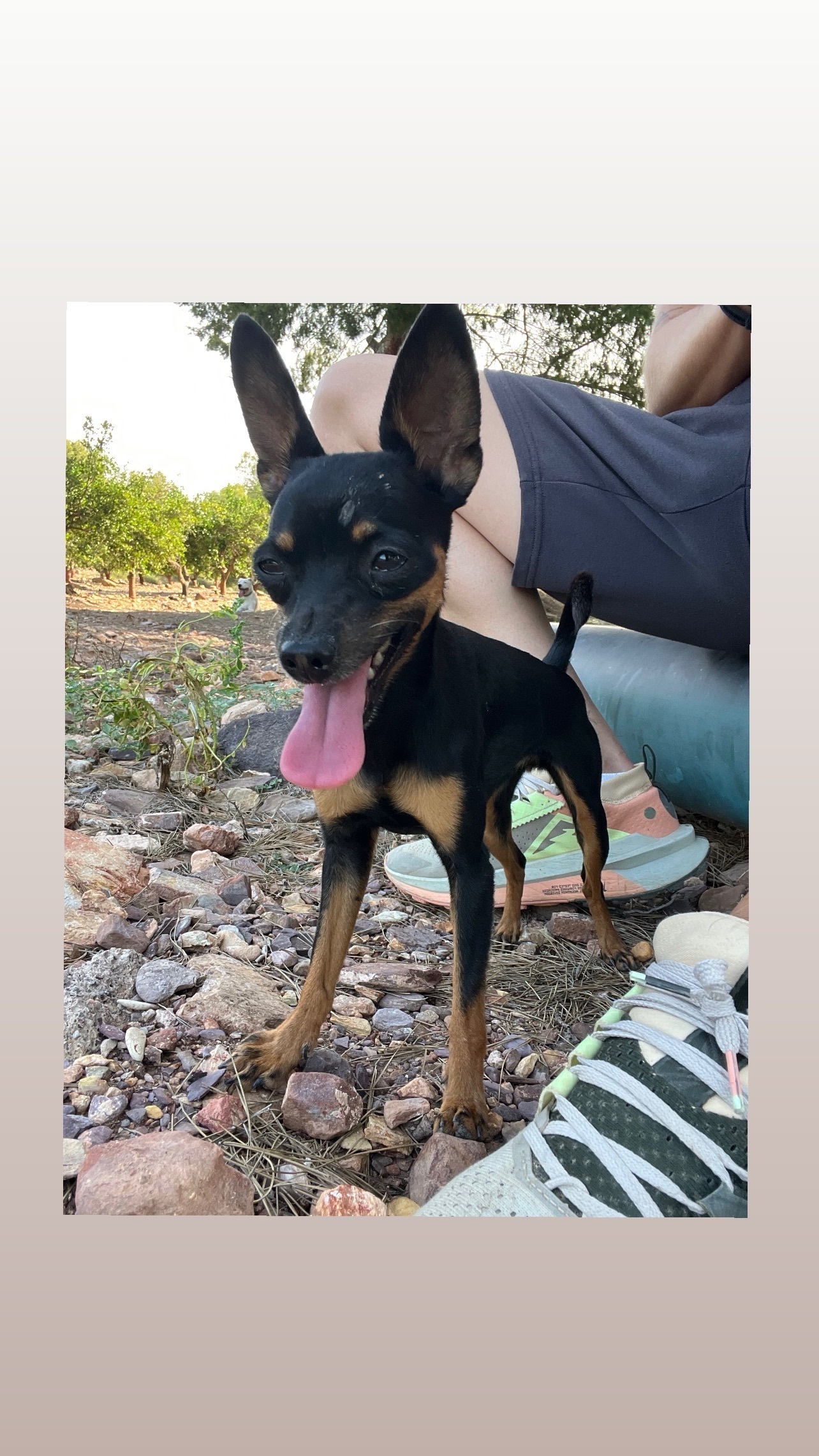 Perro Perdido: Sera, Negra con Manchas Marrones