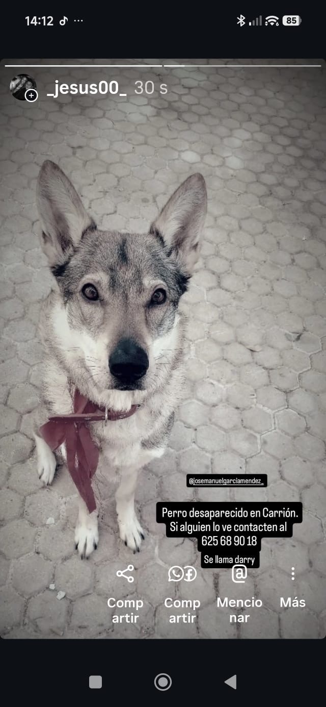 Perra Loba Checa Perdida en Carrión, Andalucía