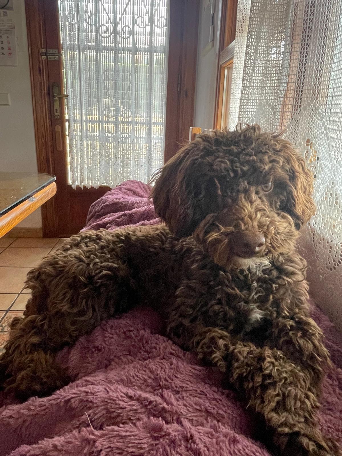 Perro Marrón Rizado Perdido en Elda