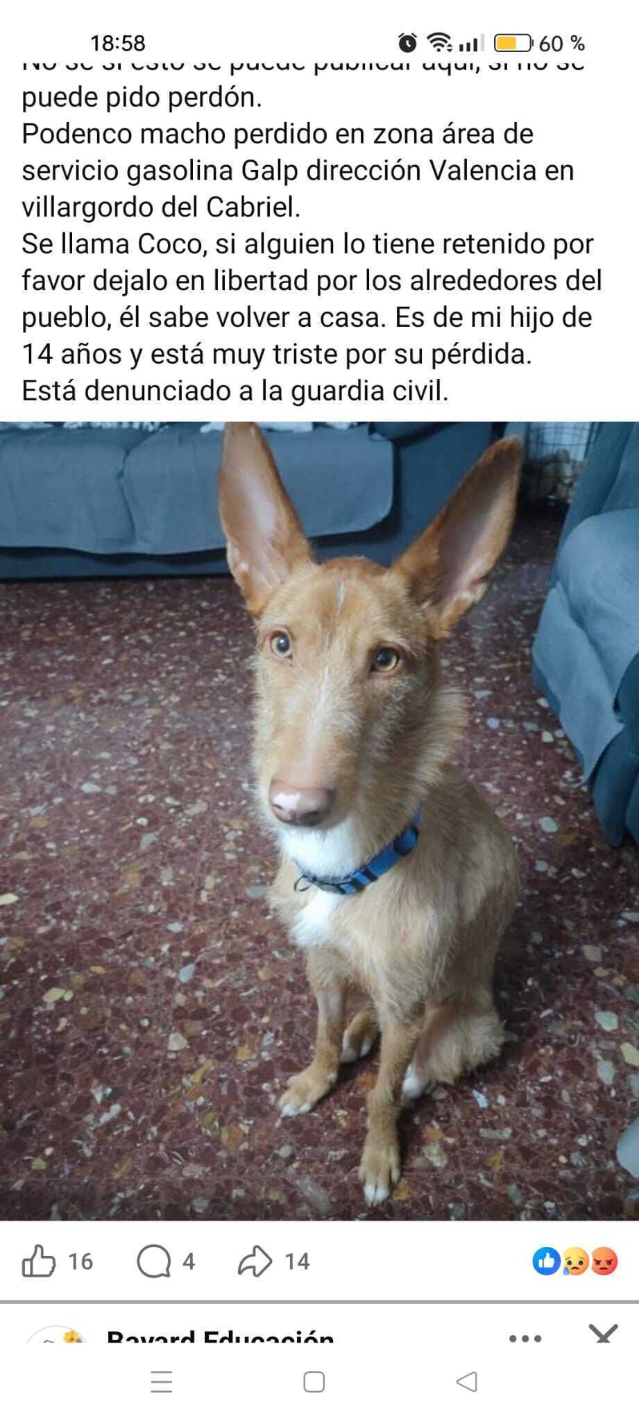 Podenco Naranja Perdido en Burjasot