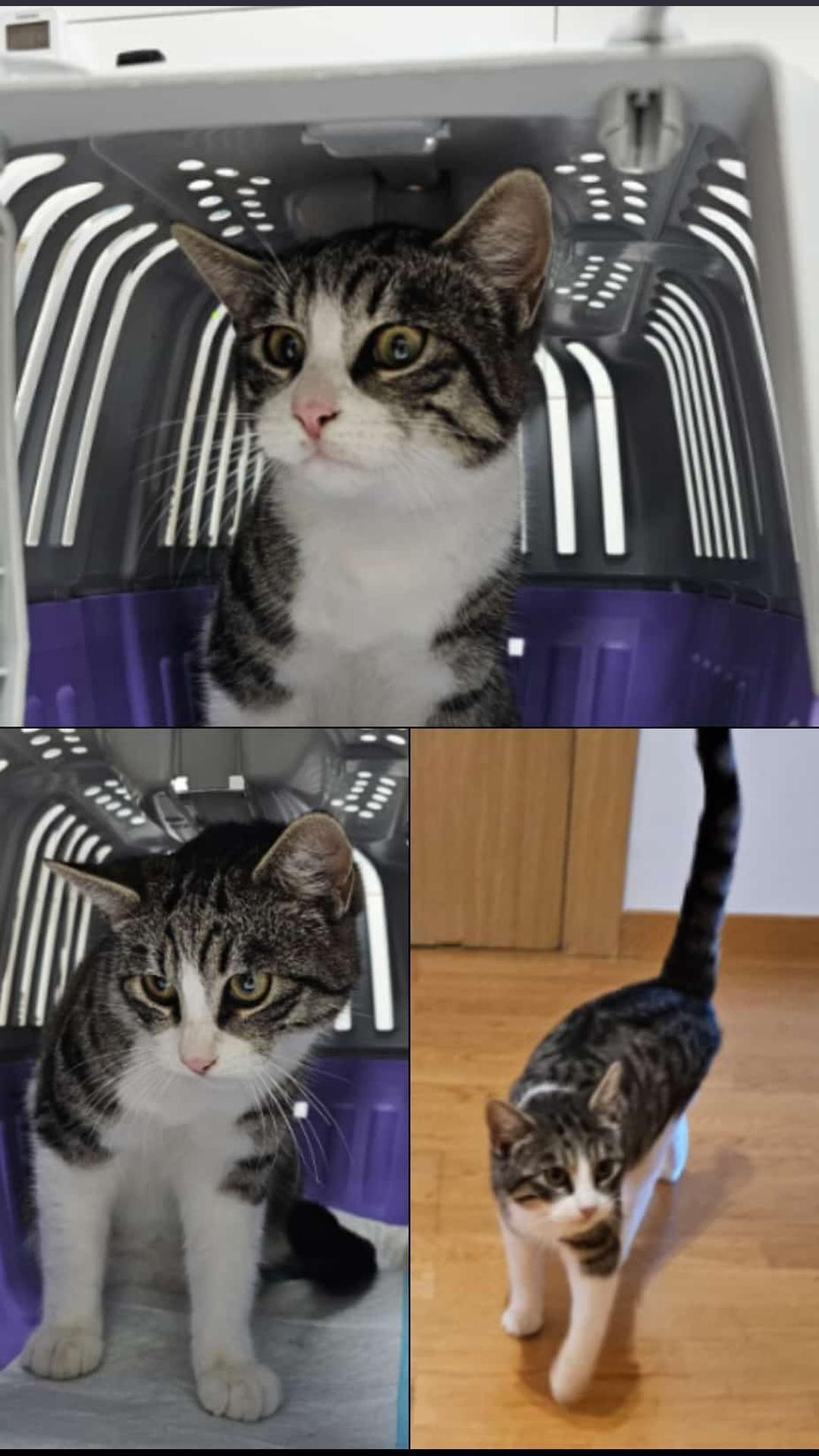 Animales encontrados , foto: Gatito Gris y Blanco Encontrado en Alicante