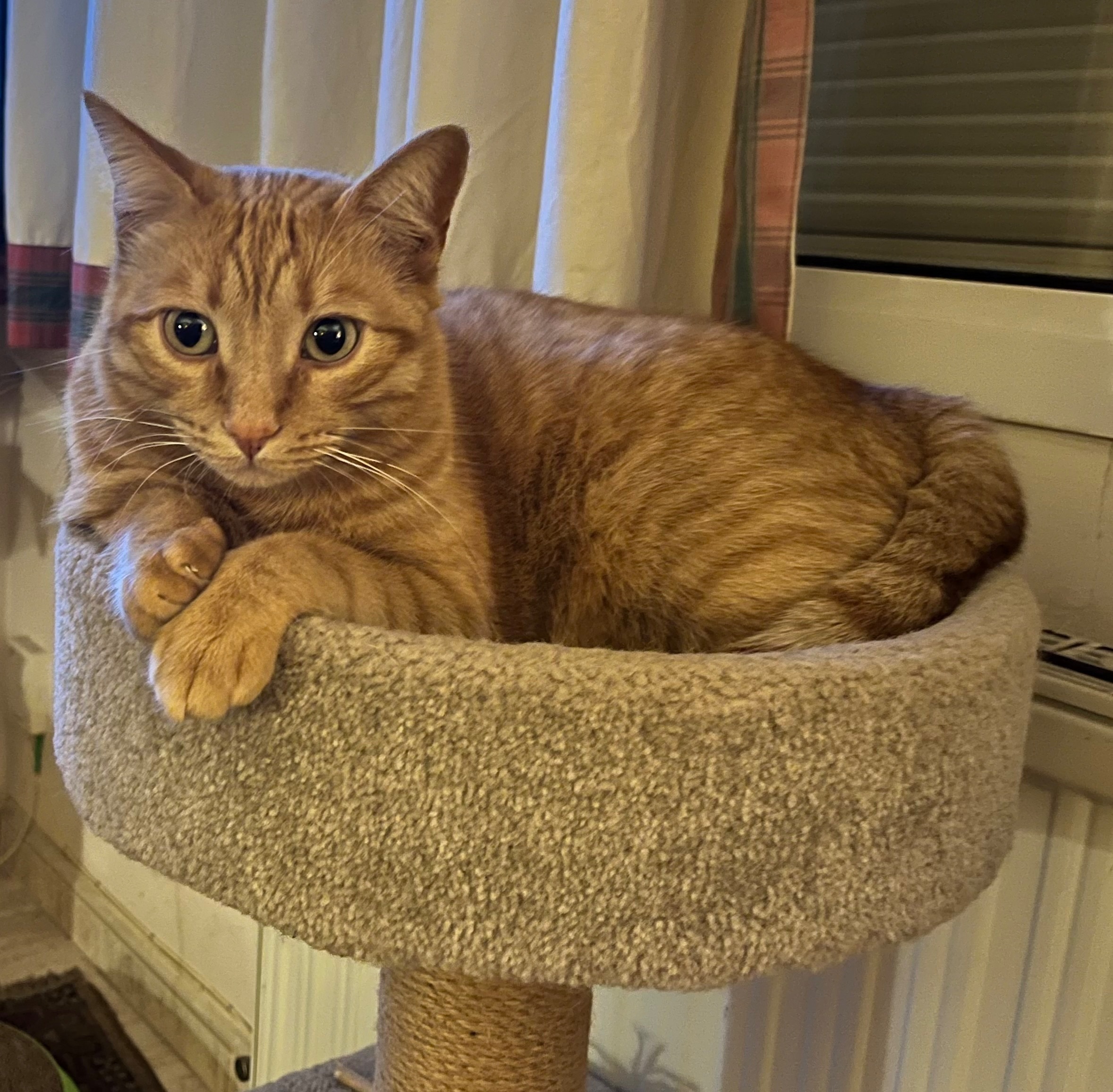 Momo, Gato Pelirrojo Perdido en Xàbia