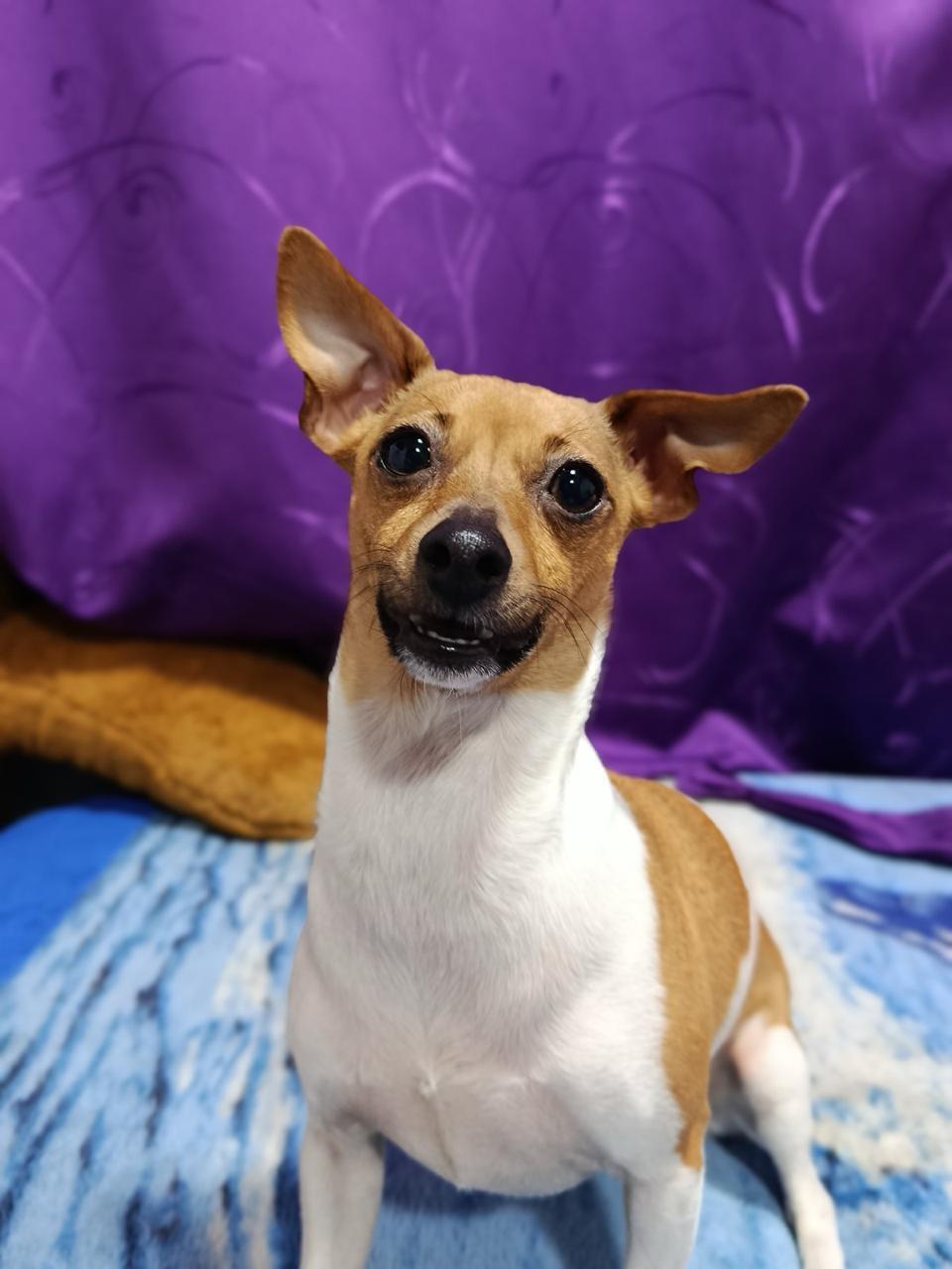 Se llama Lulú es color blanco con naranja Es demasiado nerviosa