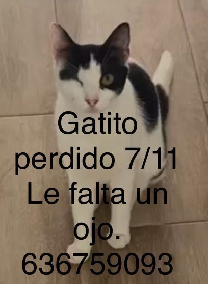 Gatos perdidos, , foto: ¡Ayuda a encontrar a Sioux en Castelldefels!