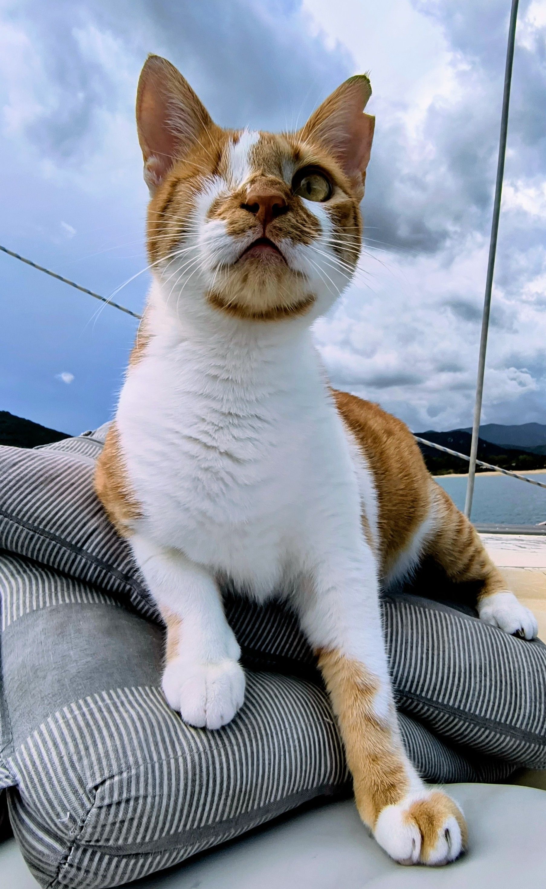 Gato Perdido: Ginger y Blanco con 1 Ojo