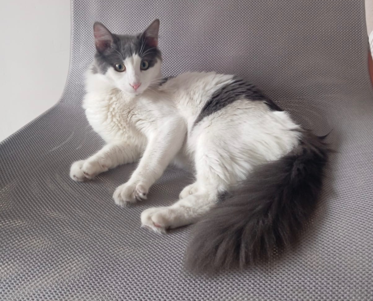 Gato Blanco y Gris Encontrado en l'Hospitalet