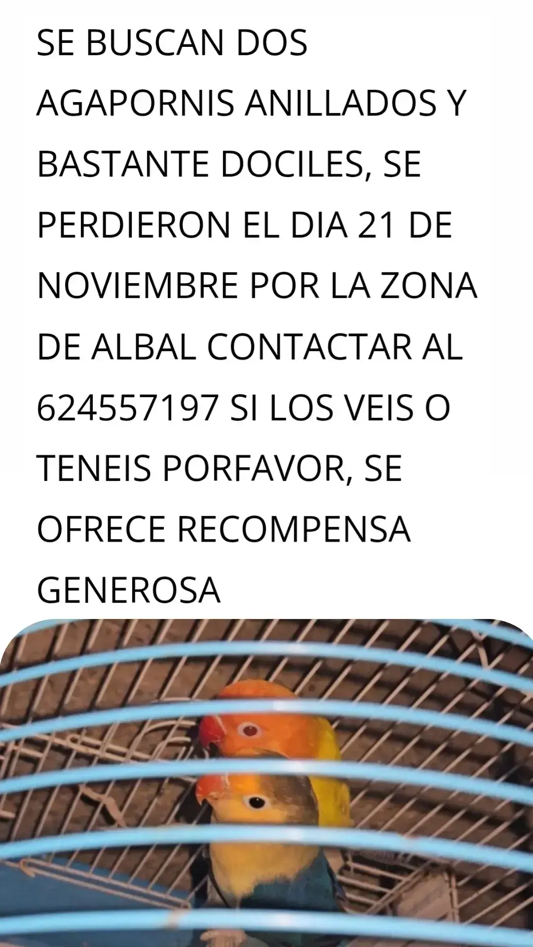 Pareja de agapornis perdidos en Albal