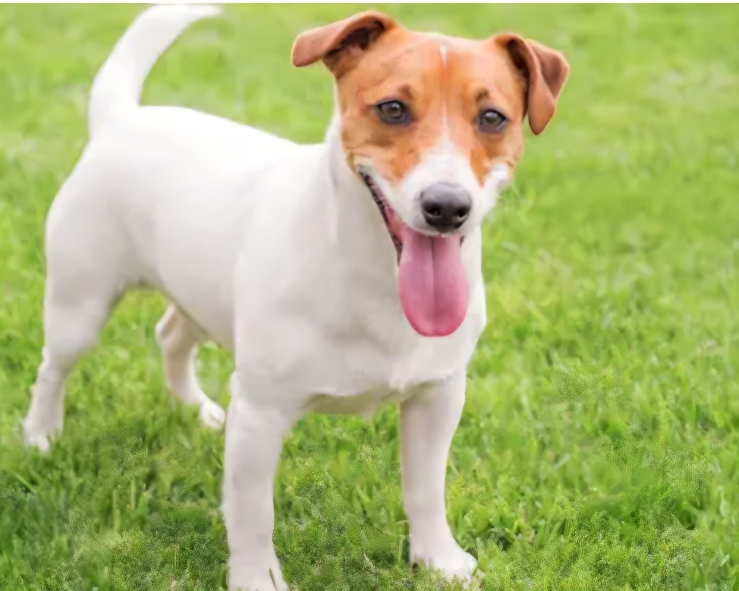 Perro Perdido: Kurt Rusell en Trabadelo