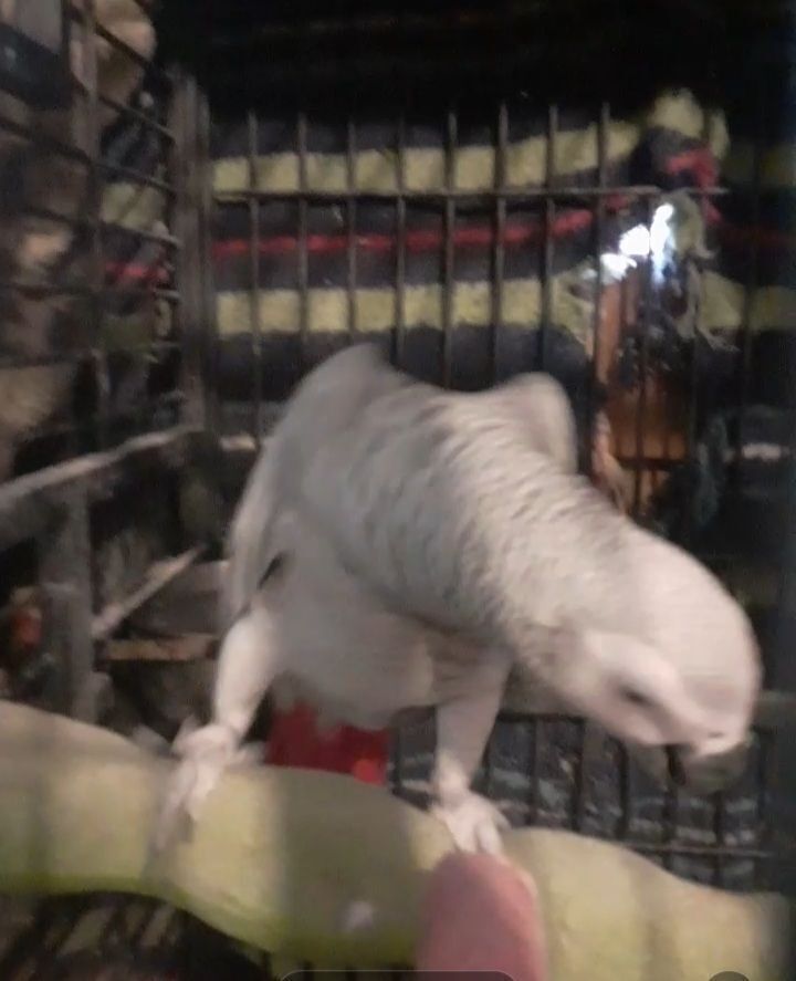 Animales perdidos , foto: ¡Loro Jako Perdido en Corbera de Llobregat!