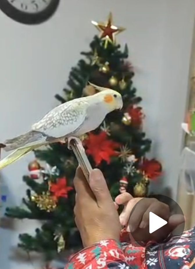 Ave Perdida: Ninfa Canela en Dos Hermanas