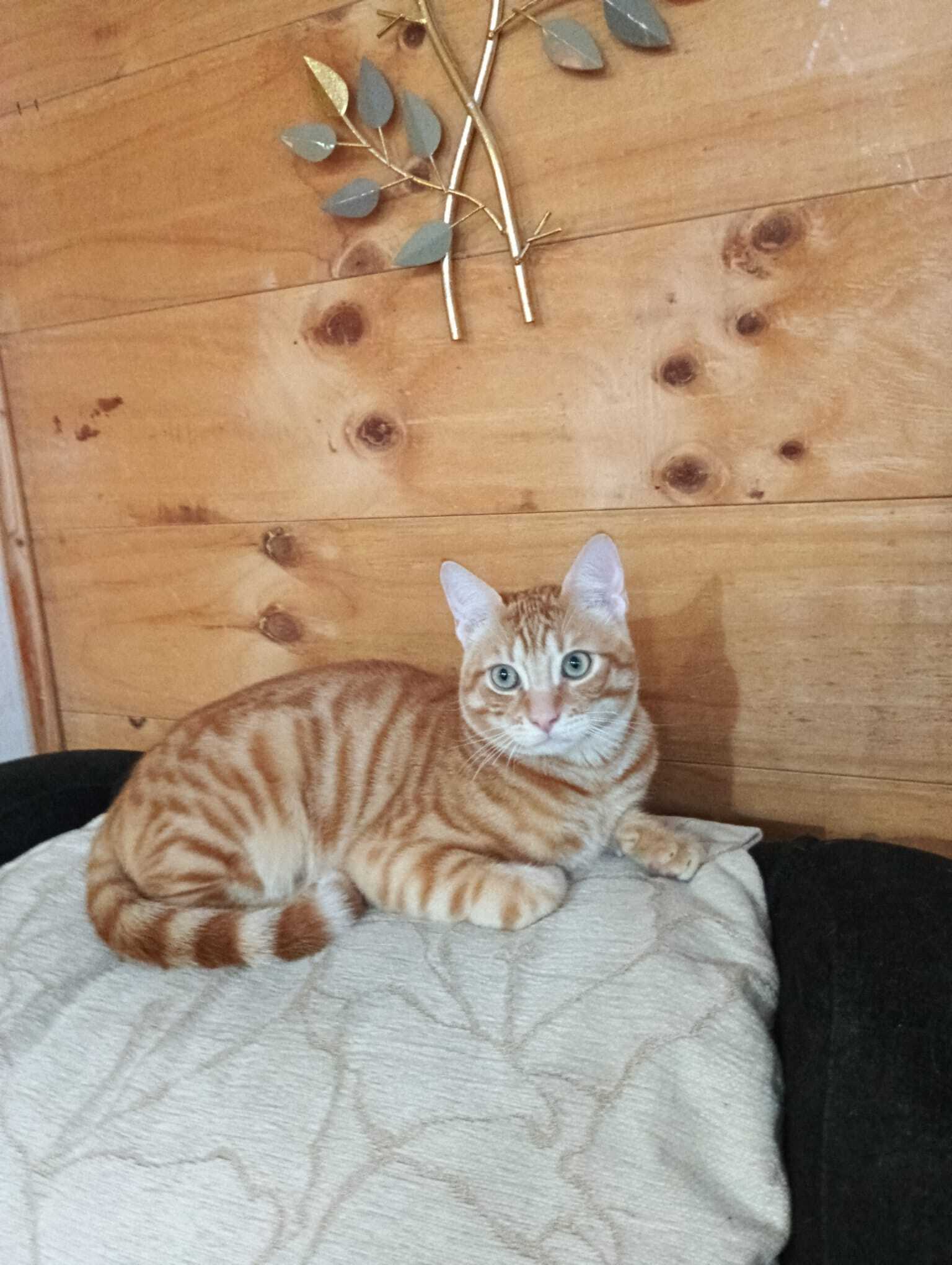 Gato Naranja Perdido: Plaza de Cervantes