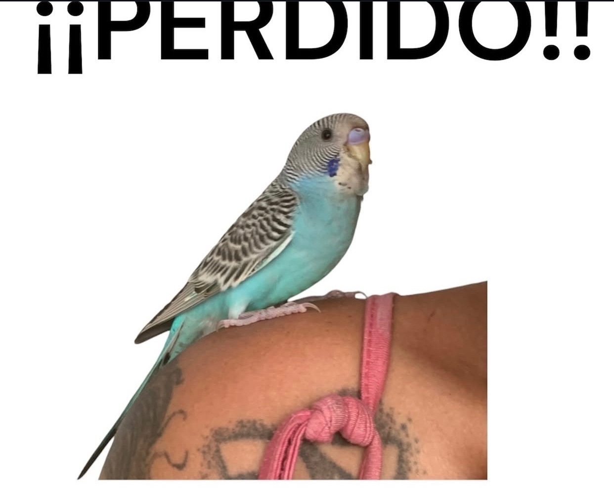 Periquito Cariñoso Perdido en Elche