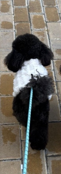 ¡Urgente! Perra Caniche Toy perdida, herida