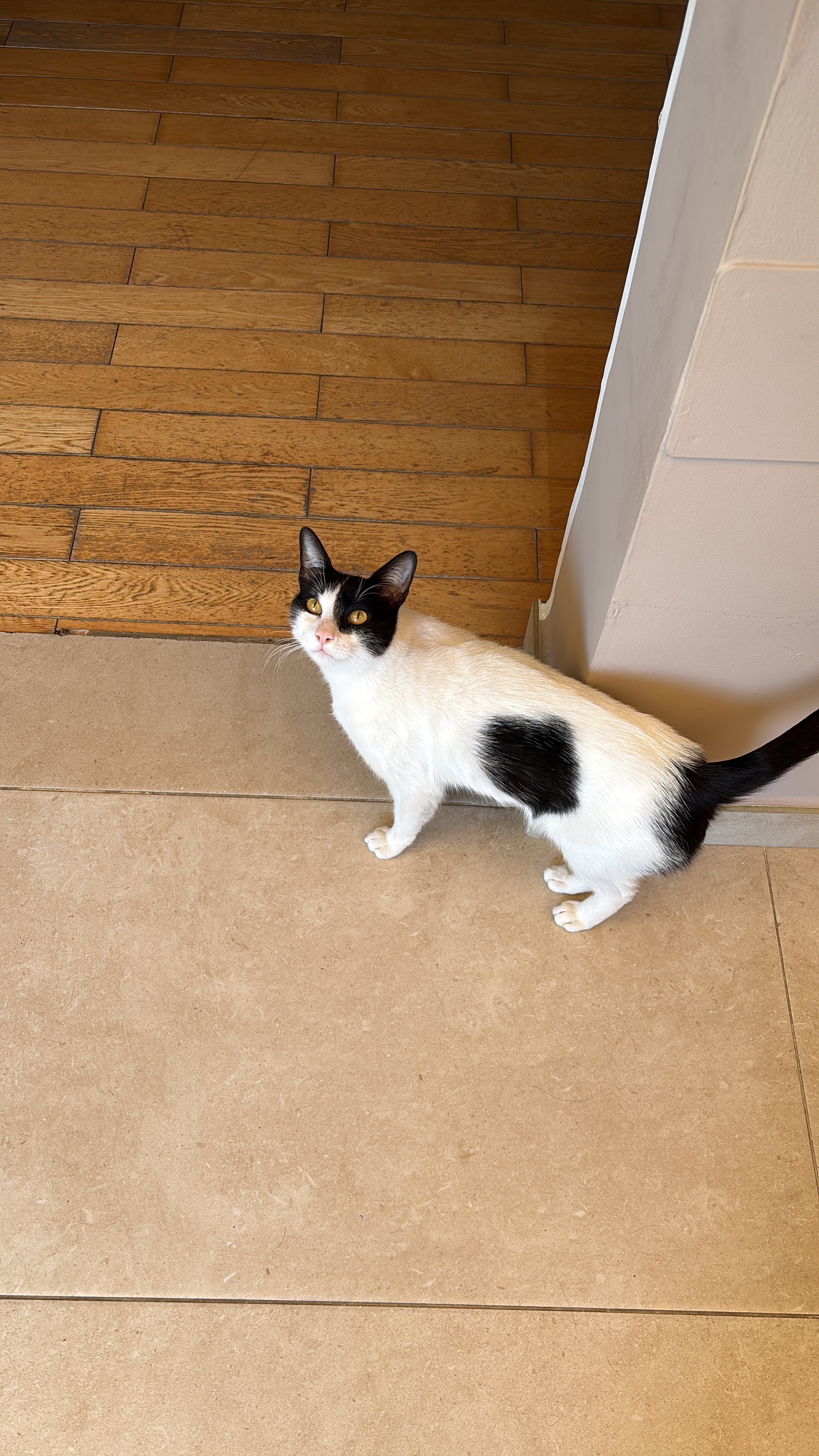 Gato Perdido: Blanco con Manchas Negras en Altea