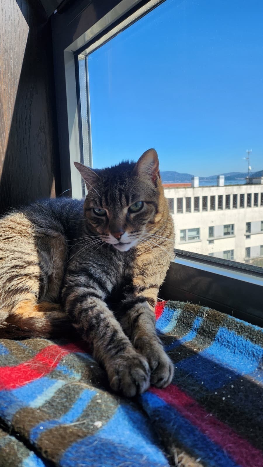 Se busca: Gato pardo llamado Ratón perdido