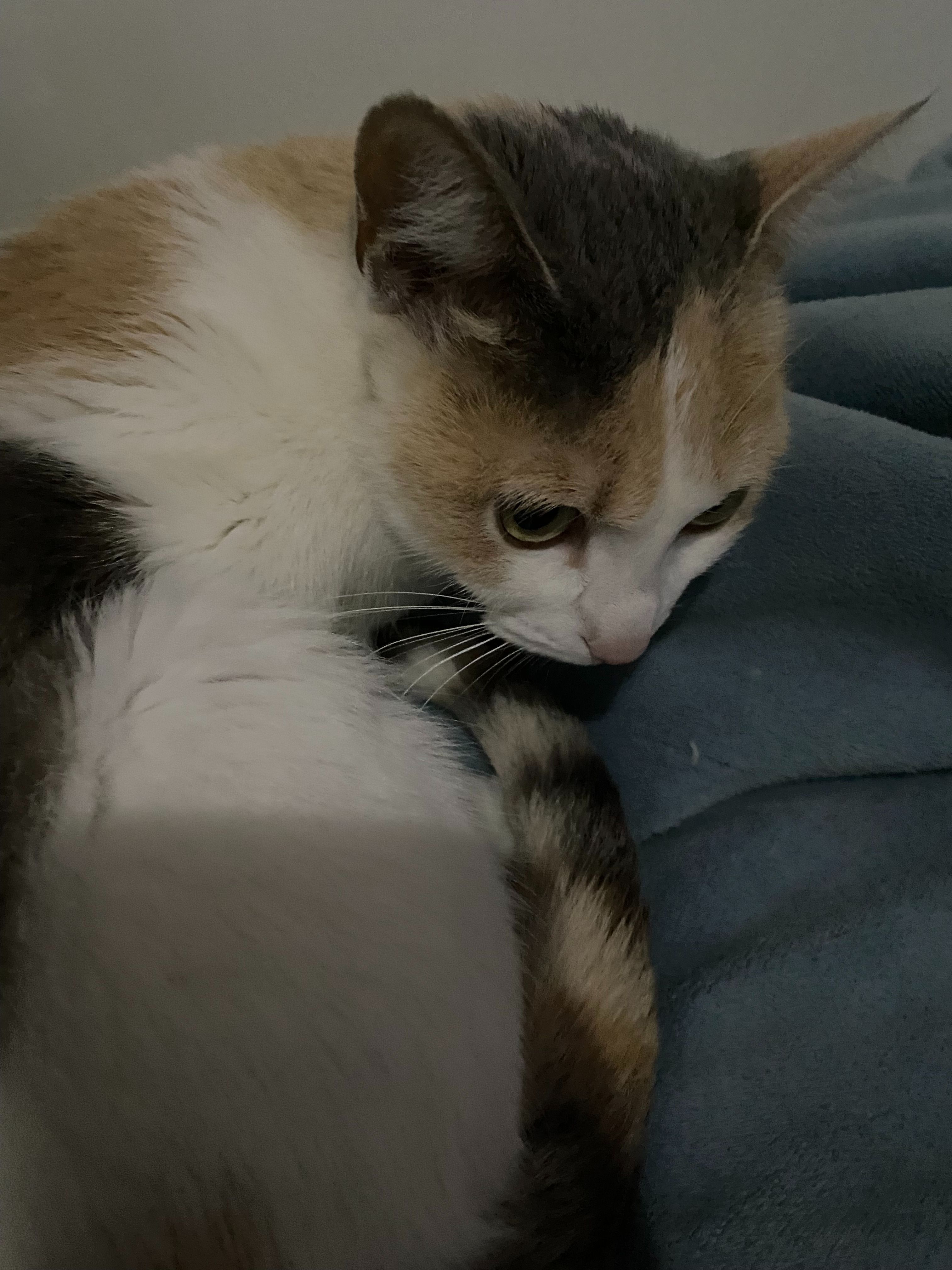 Se Busca: Gato Perdido en Calle Riga, Málaga