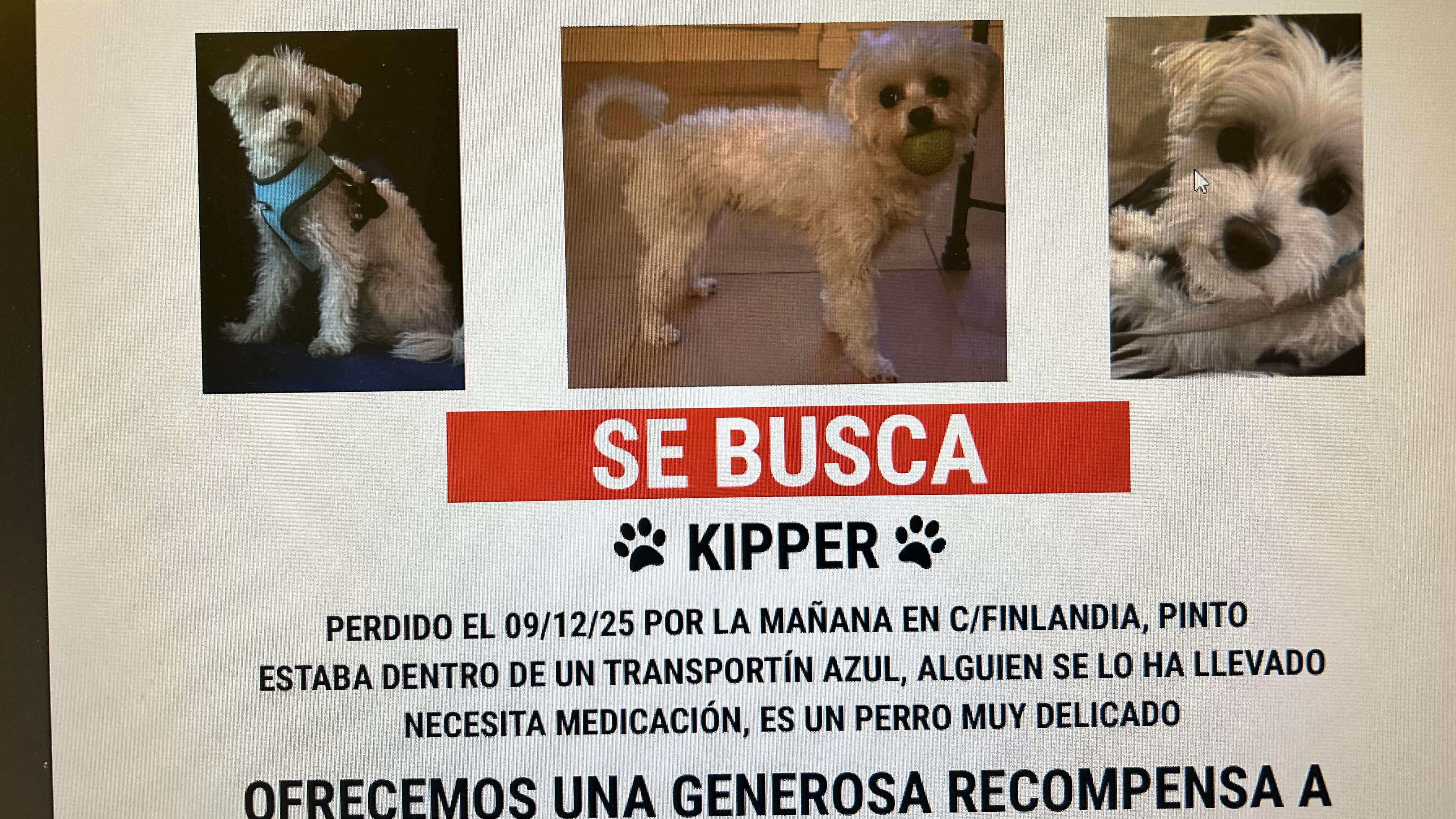 Perro Bichón Frisé Perdido en Pinto