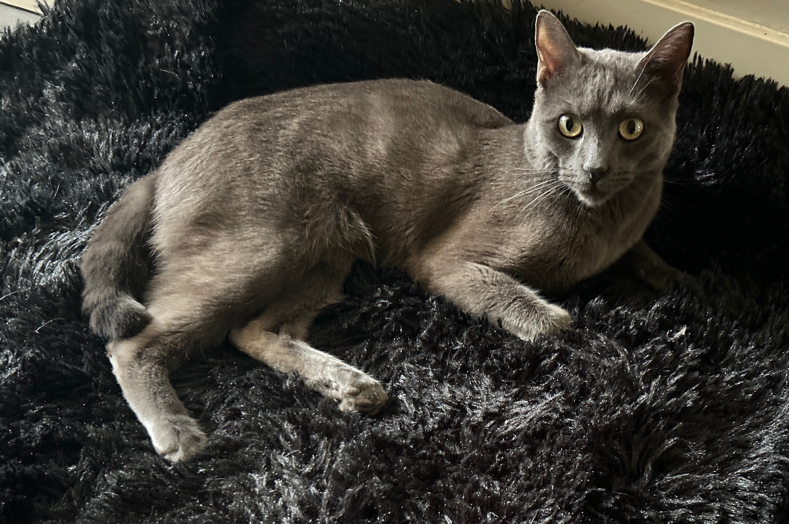 Gato gris perdido en Villaverde Bajo, Madrid