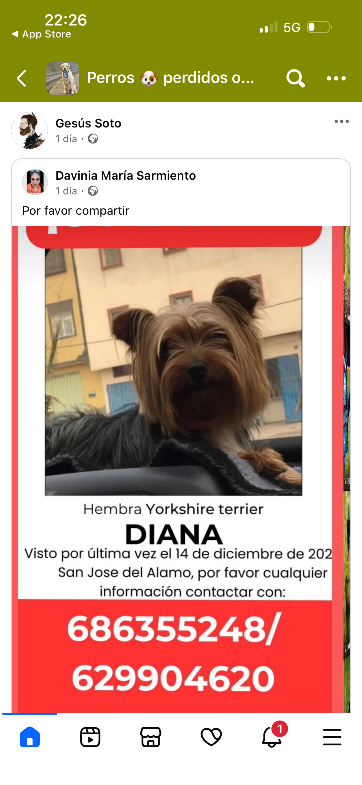 Yorkshire perdida en San José del Álamo