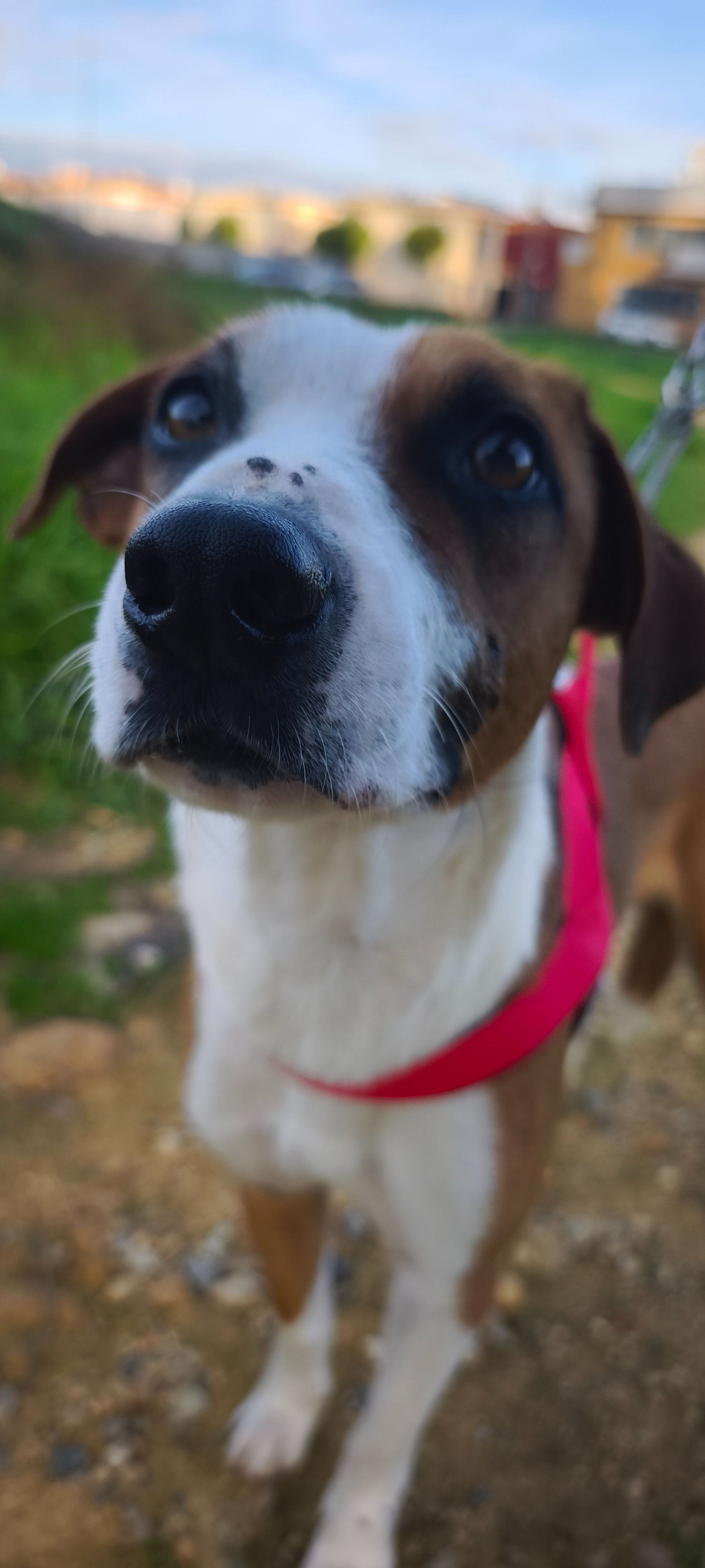 Perro Perdido: Joven Canela y Blanco en Gelves