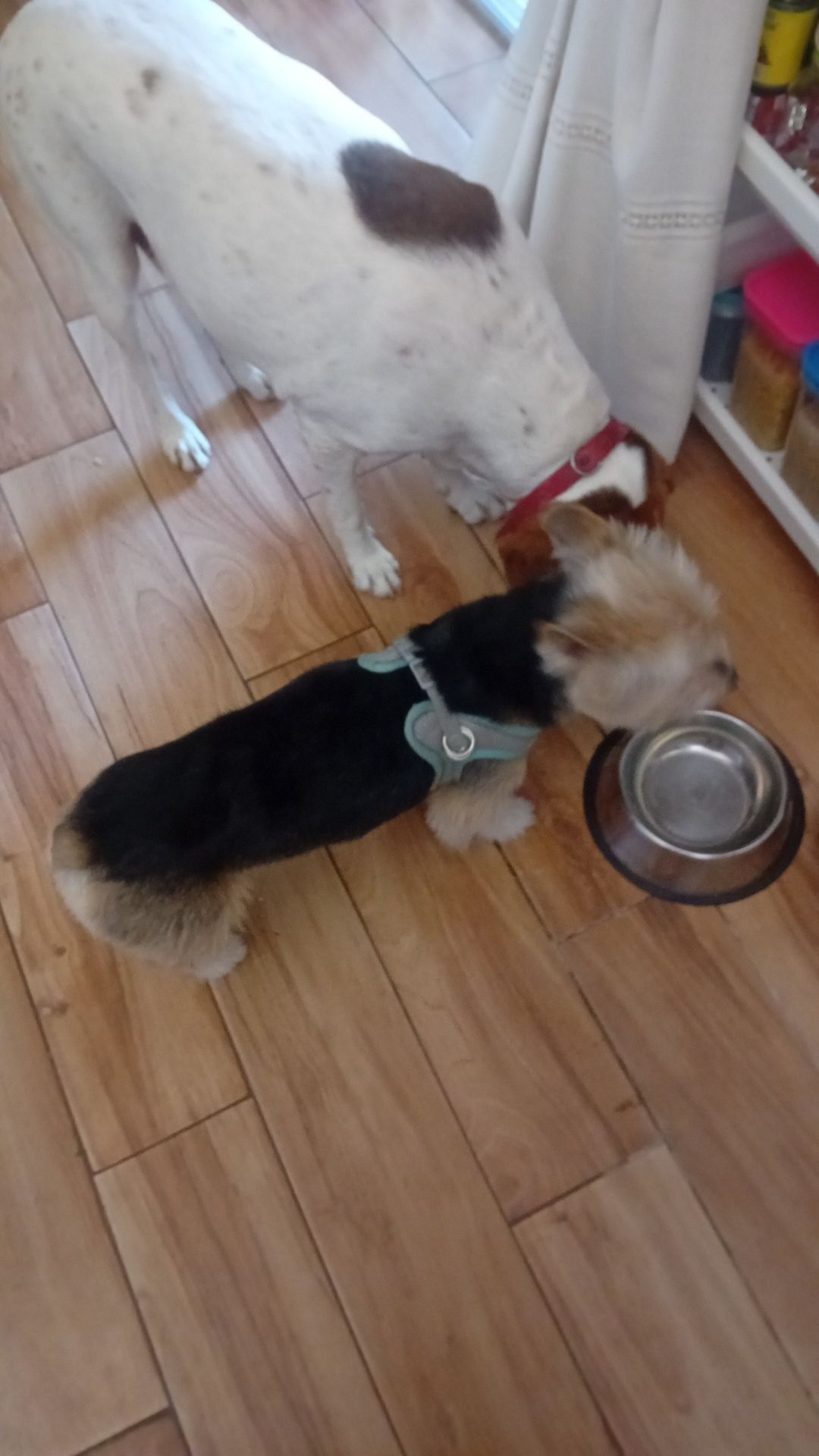 Perro perdido: negro y fuego en Resinera