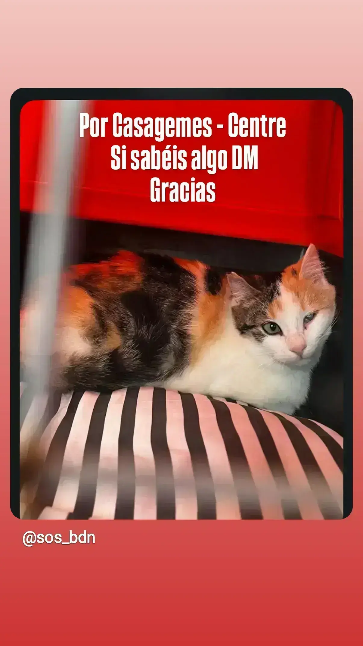 Gata tricolor perdida en Badalona, un ojo