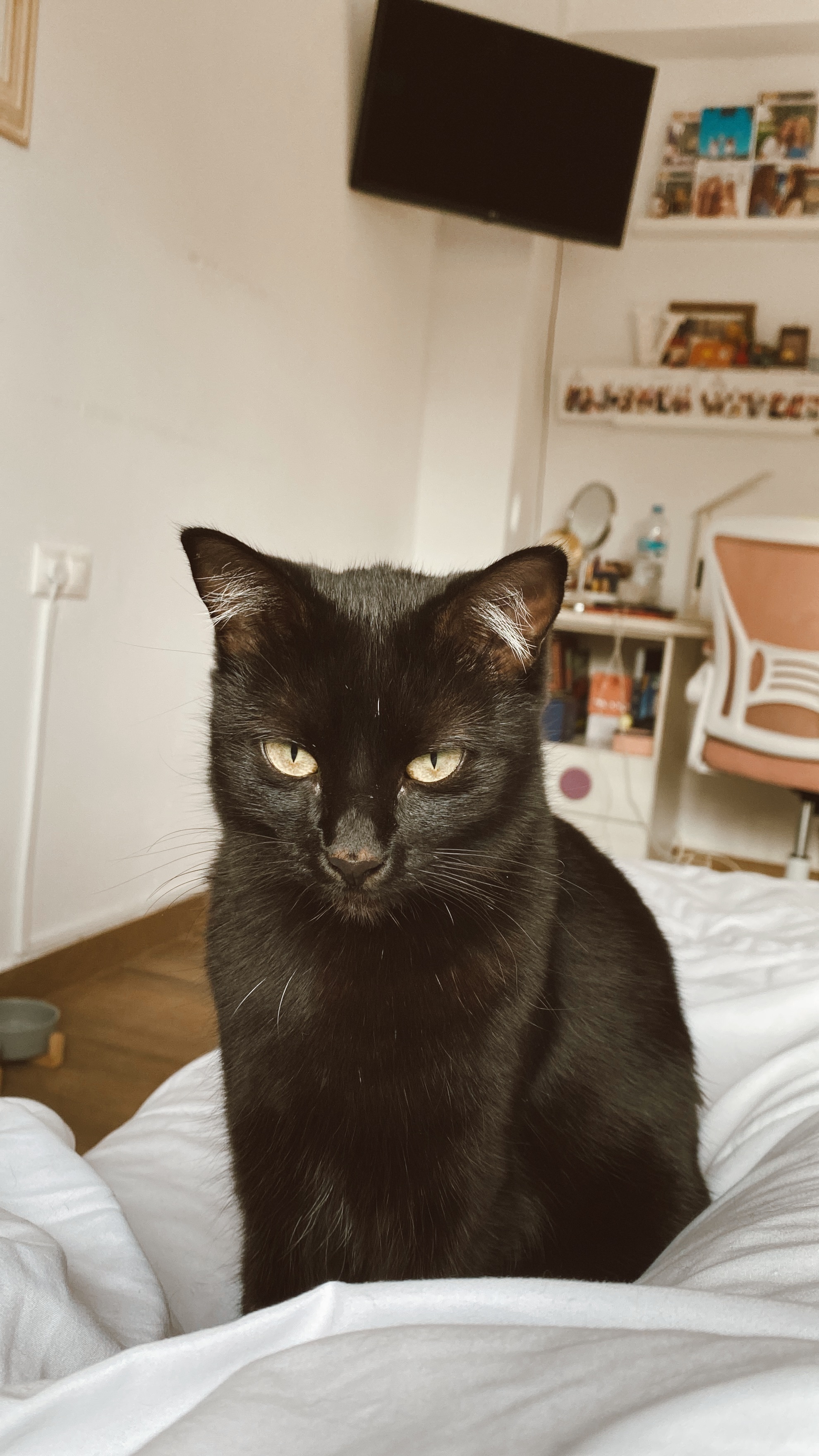 Gato Perdido en El Rebolledo: Ayuda